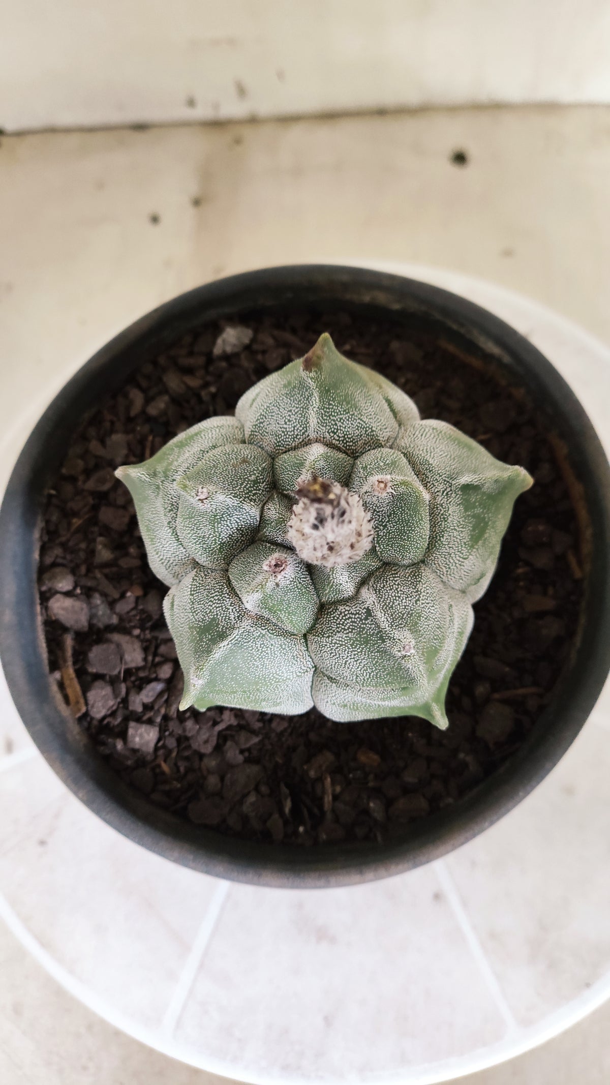 MATRIZ ASTROPHYTUM cv KIKKO  Nº 1721 – vaso 15