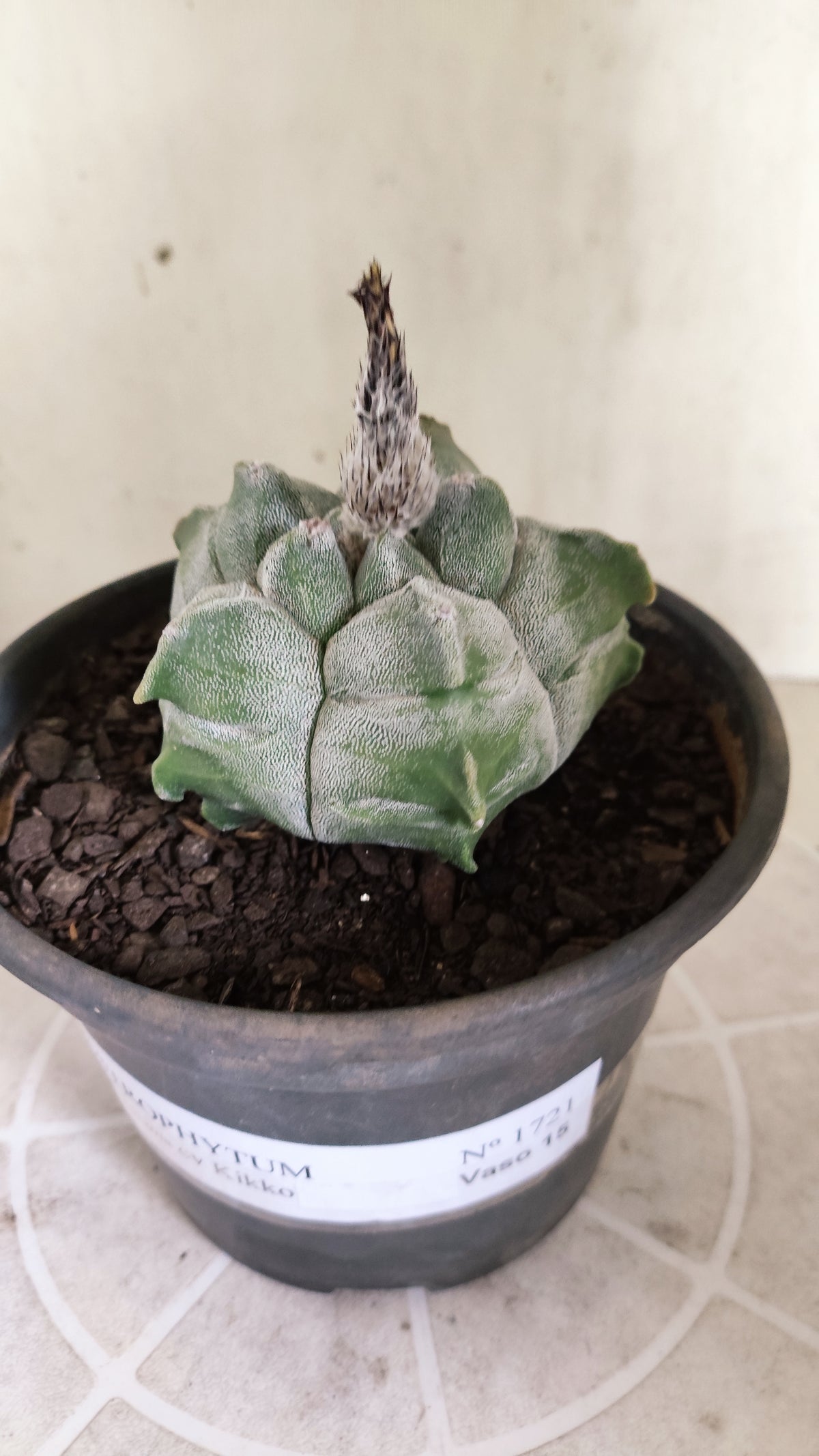 MATRIZ ASTROPHYTUM cv KIKKO  Nº 1721 – vaso 15