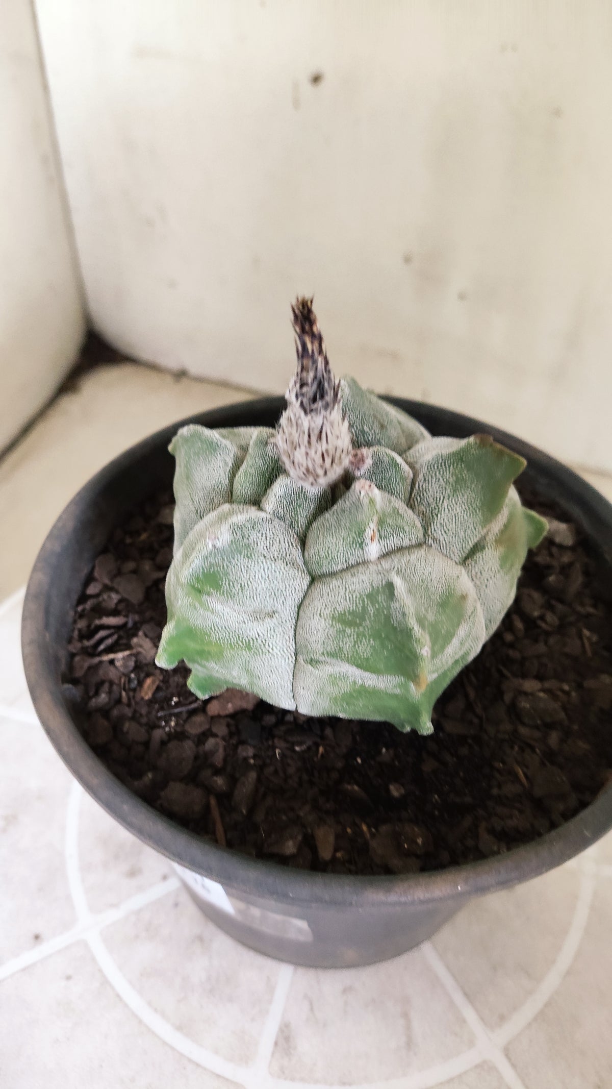 MATRIZ ASTROPHYTUM cv KIKKO  Nº 1721 – vaso 15