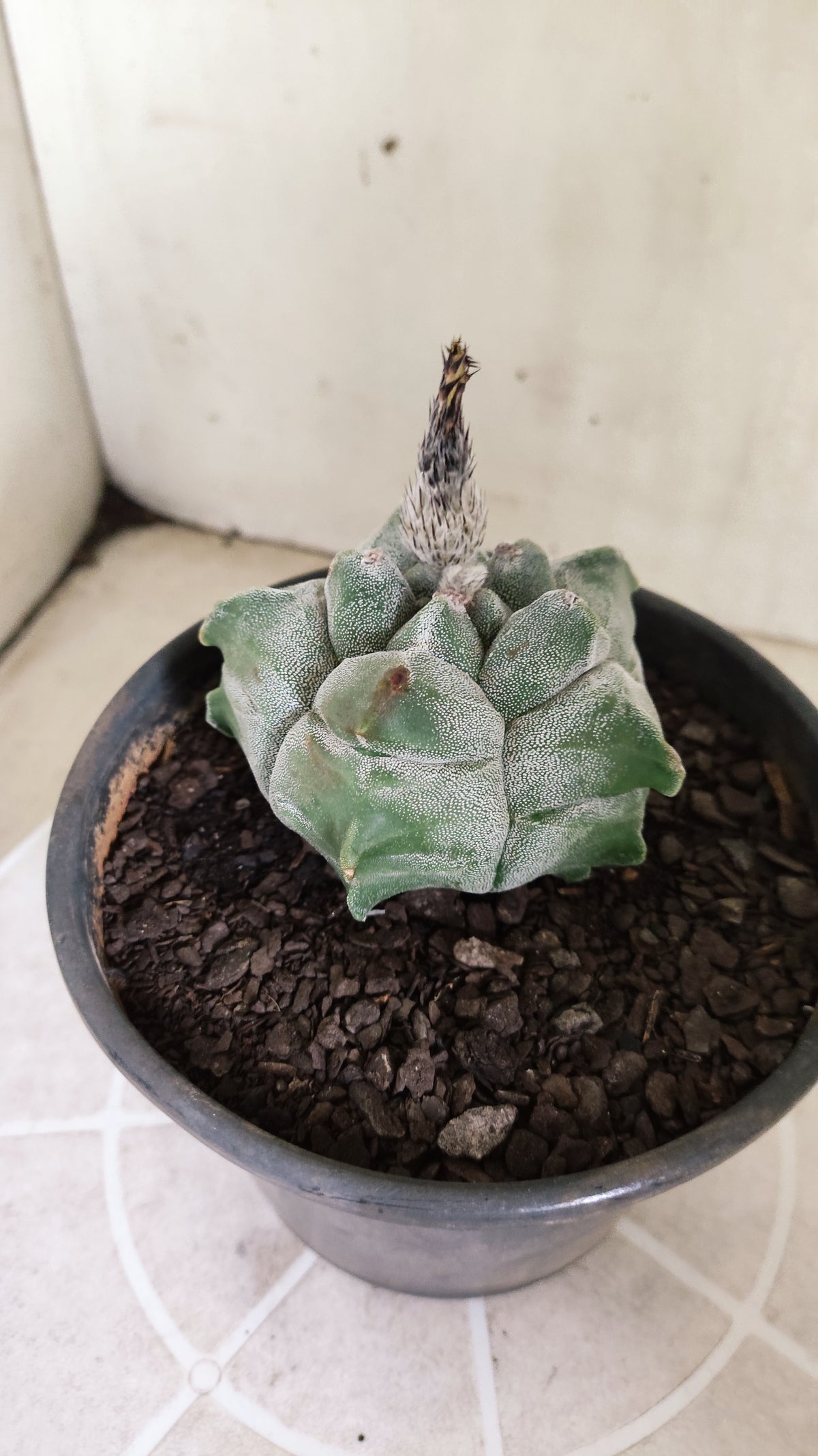 MATRIZ ASTROPHYTUM cv KIKKO  Nº 1721 – vaso 15