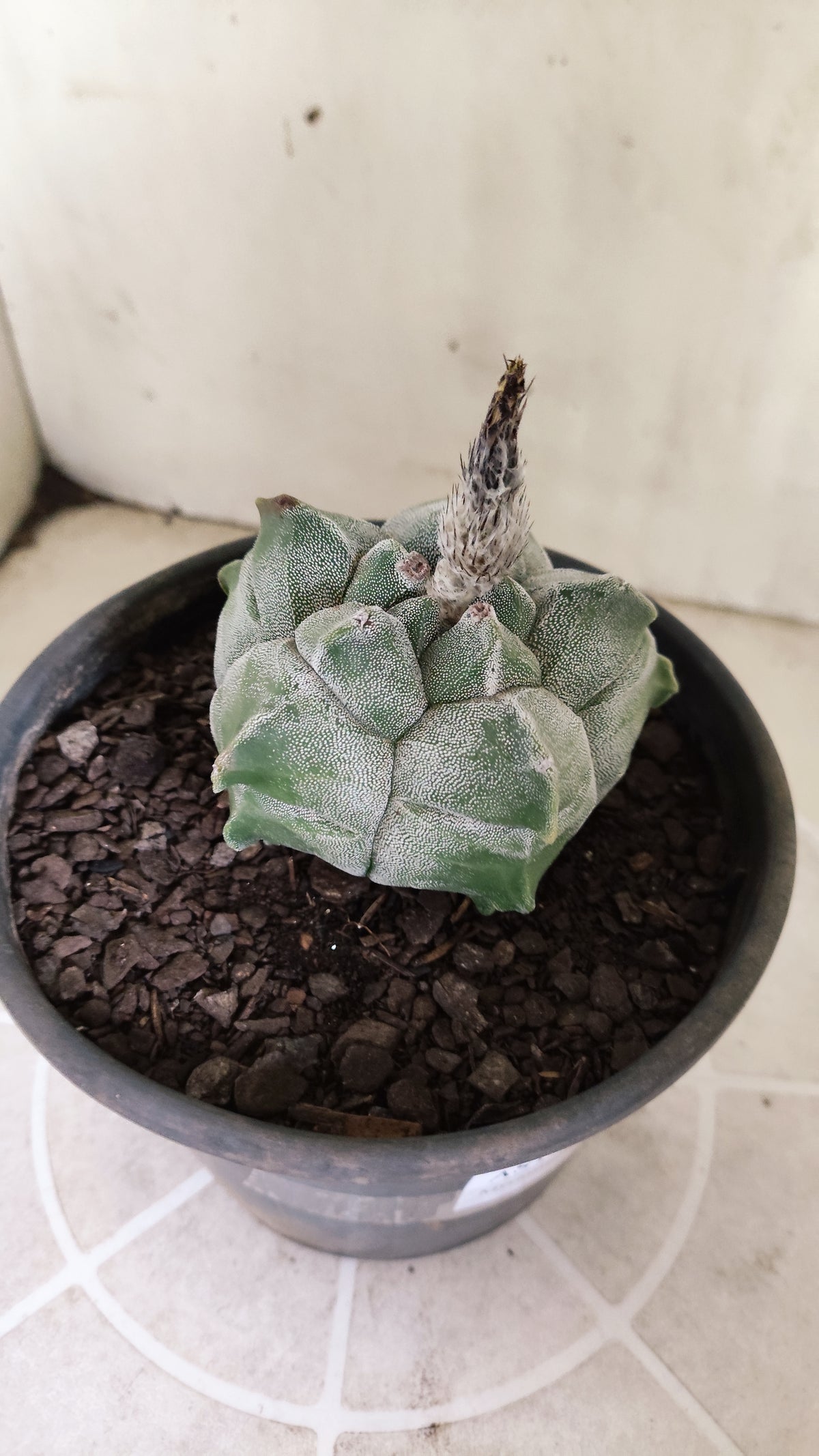 MATRIZ ASTROPHYTUM cv KIKKO  Nº 1721 – vaso 15