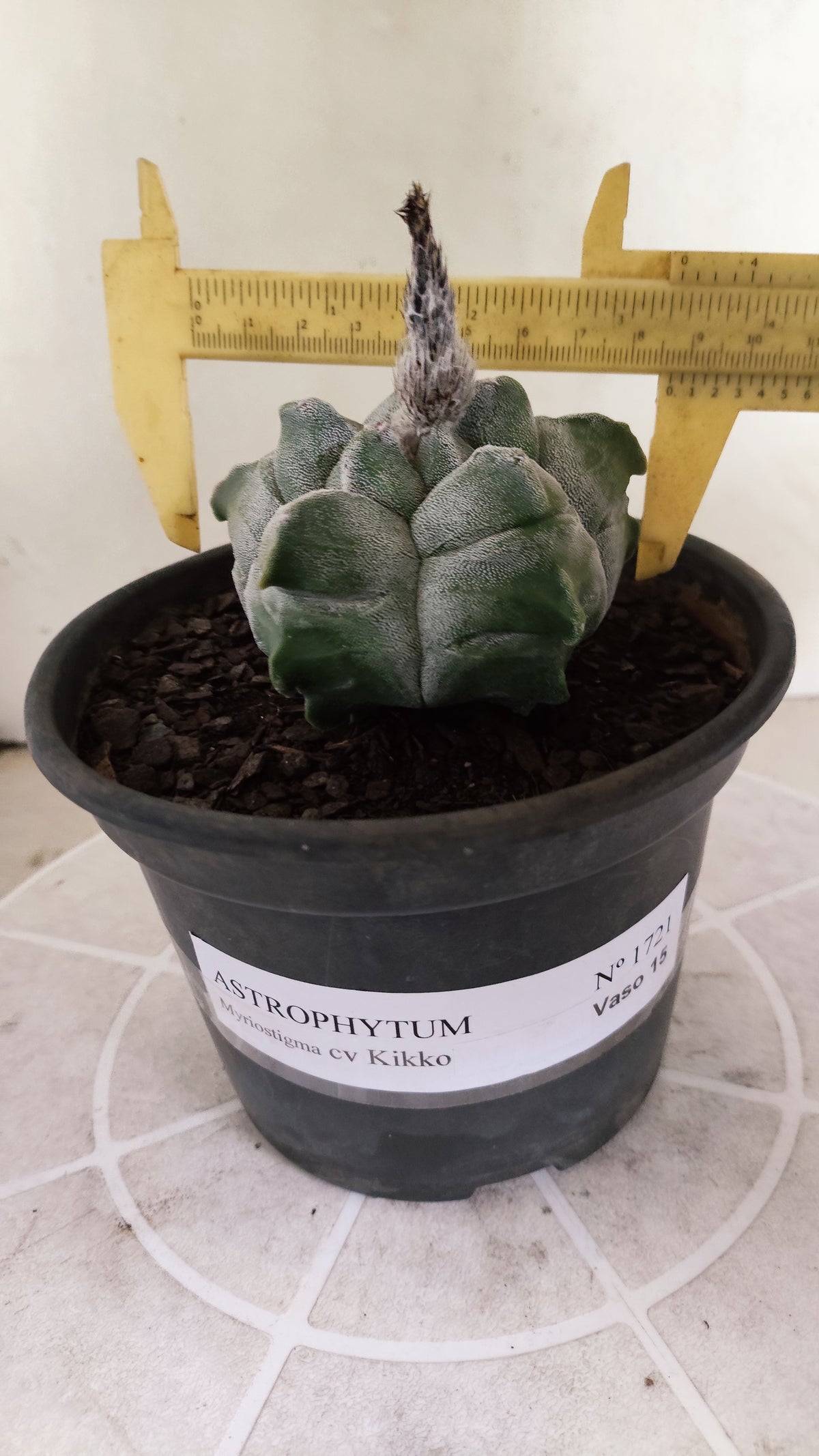 MATRIZ ASTROPHYTUM cv KIKKO  Nº 1721 – vaso 15