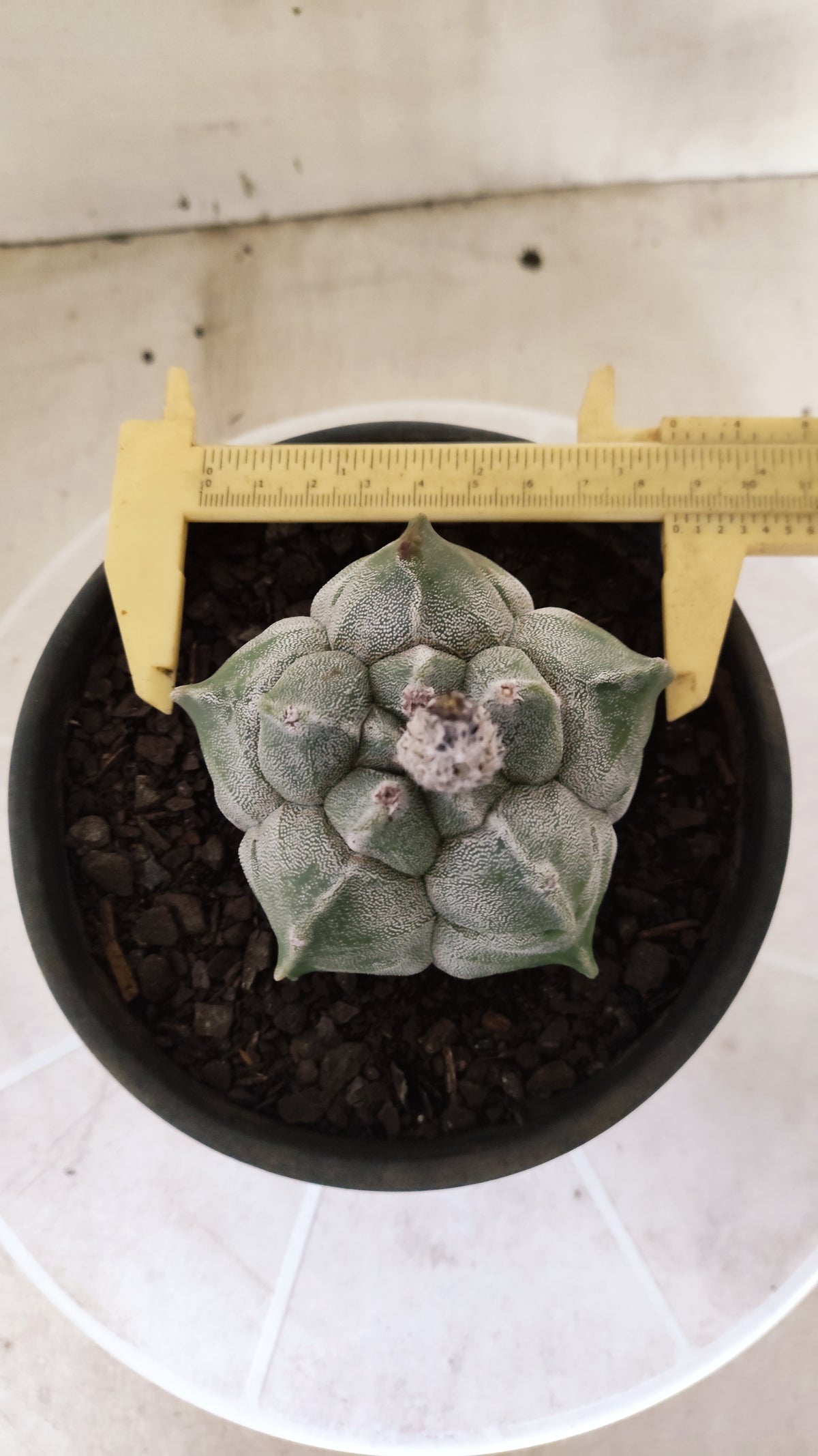 MATRIZ ASTROPHYTUM cv KIKKO  Nº 1721 – vaso 15