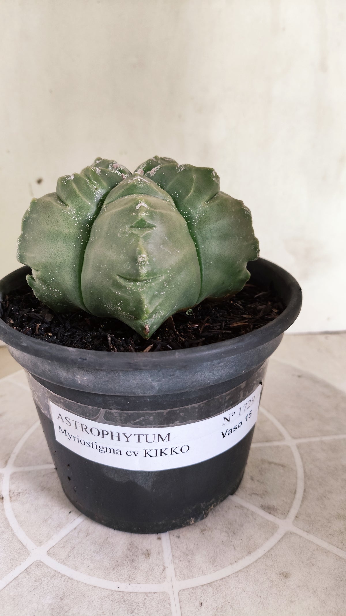 MATRIZ ASTROPHYTUM cv KIKKO  Nº 1729 – vaso 15