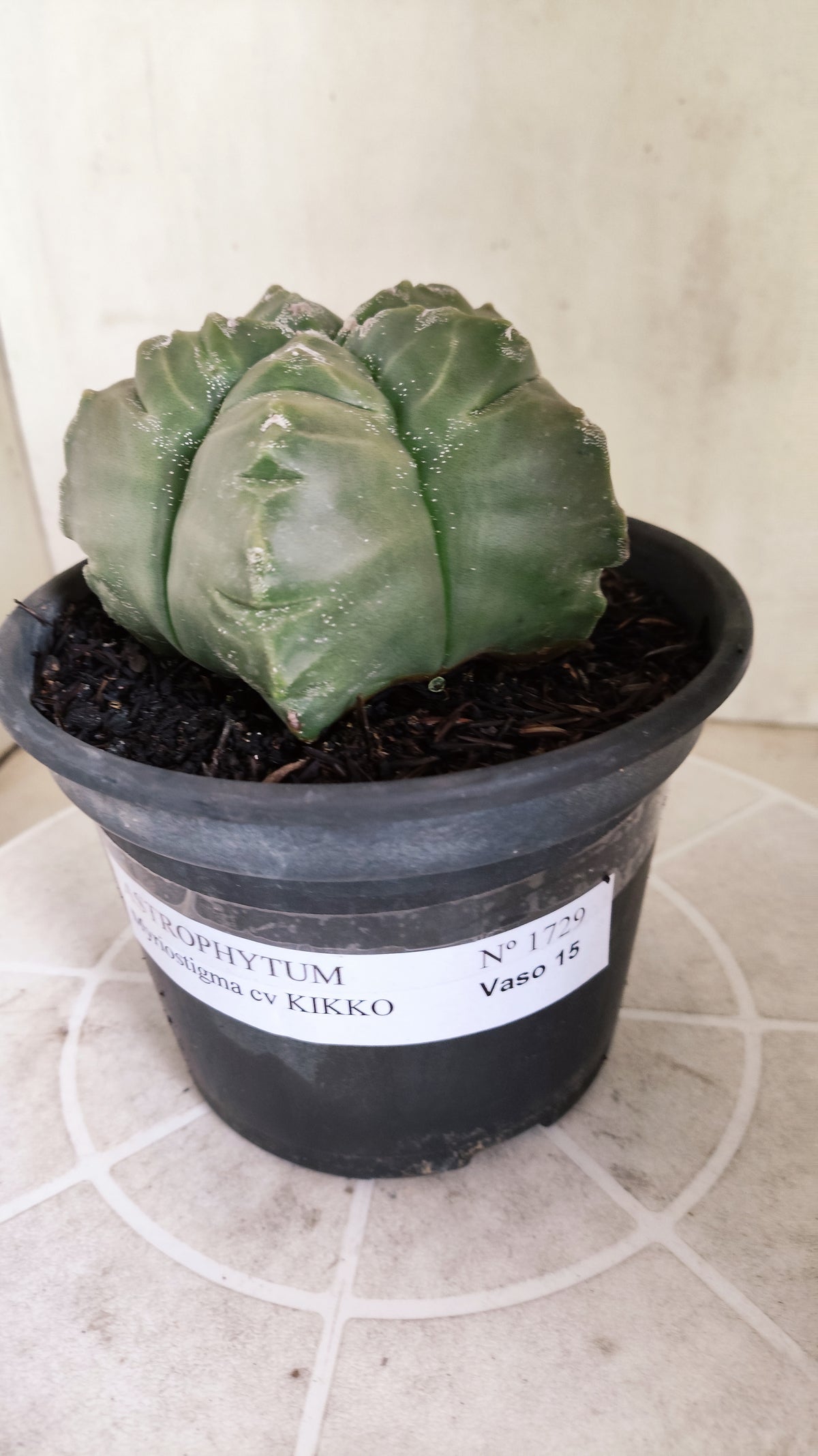 MATRIZ ASTROPHYTUM cv KIKKO  Nº 1729 – vaso 15