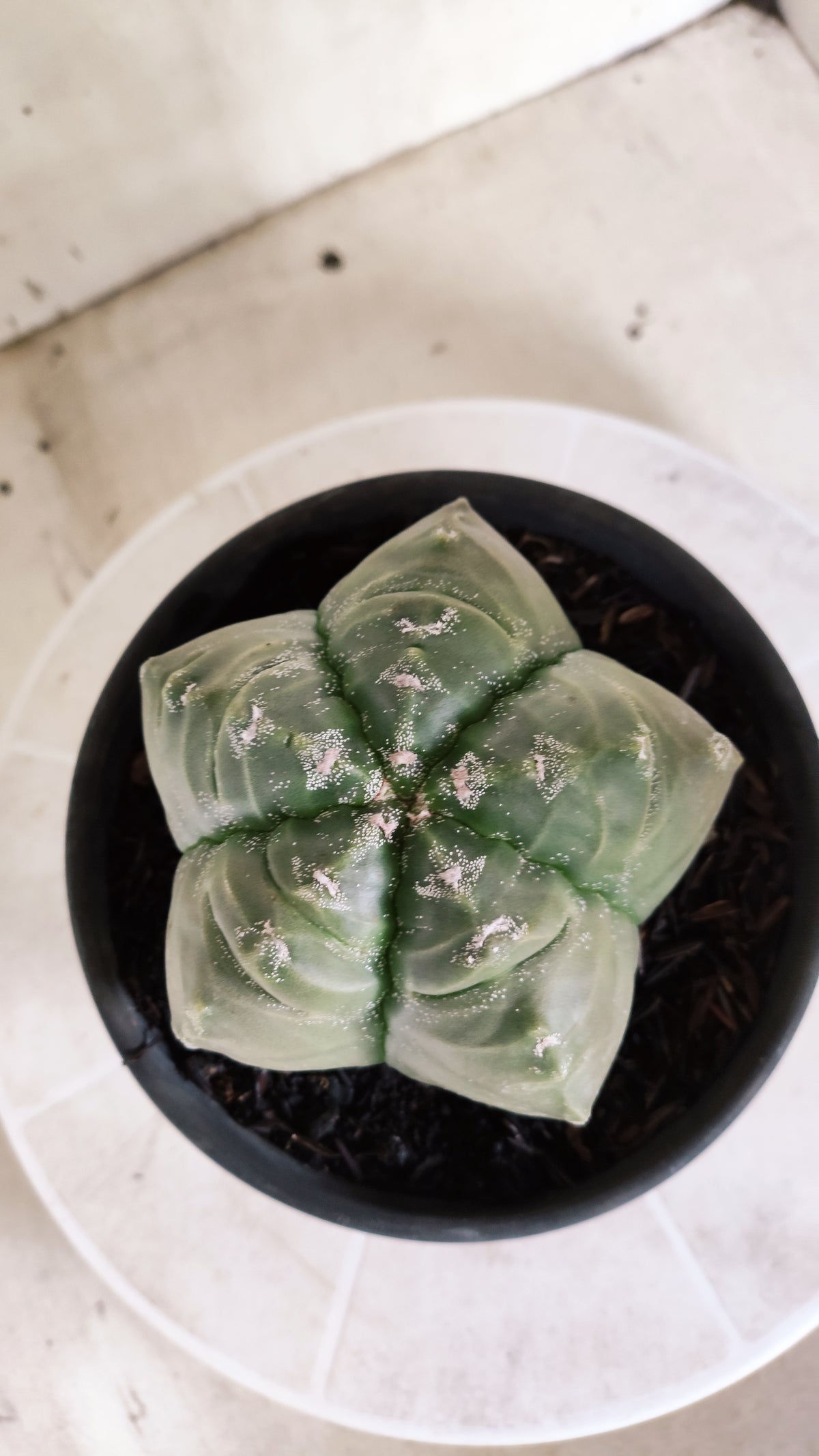 MATRIZ ASTROPHYTUM cv KIKKO  Nº 1729 – vaso 15
