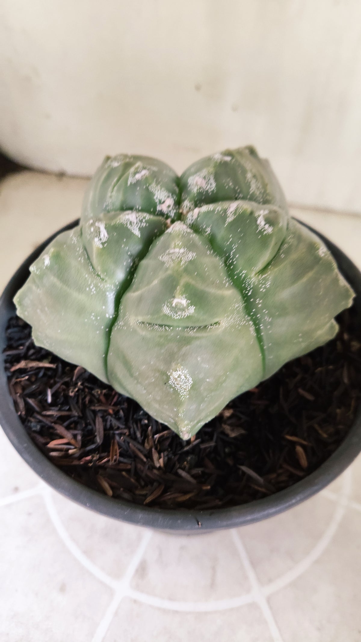 MATRIZ ASTROPHYTUM cv KIKKO  Nº 1729 – vaso 15