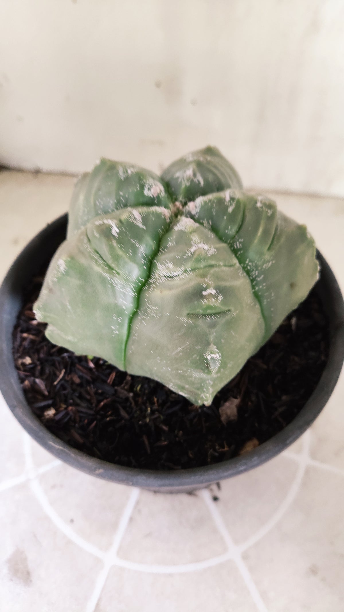 MATRIZ ASTROPHYTUM cv KIKKO  Nº 1729 – vaso 15