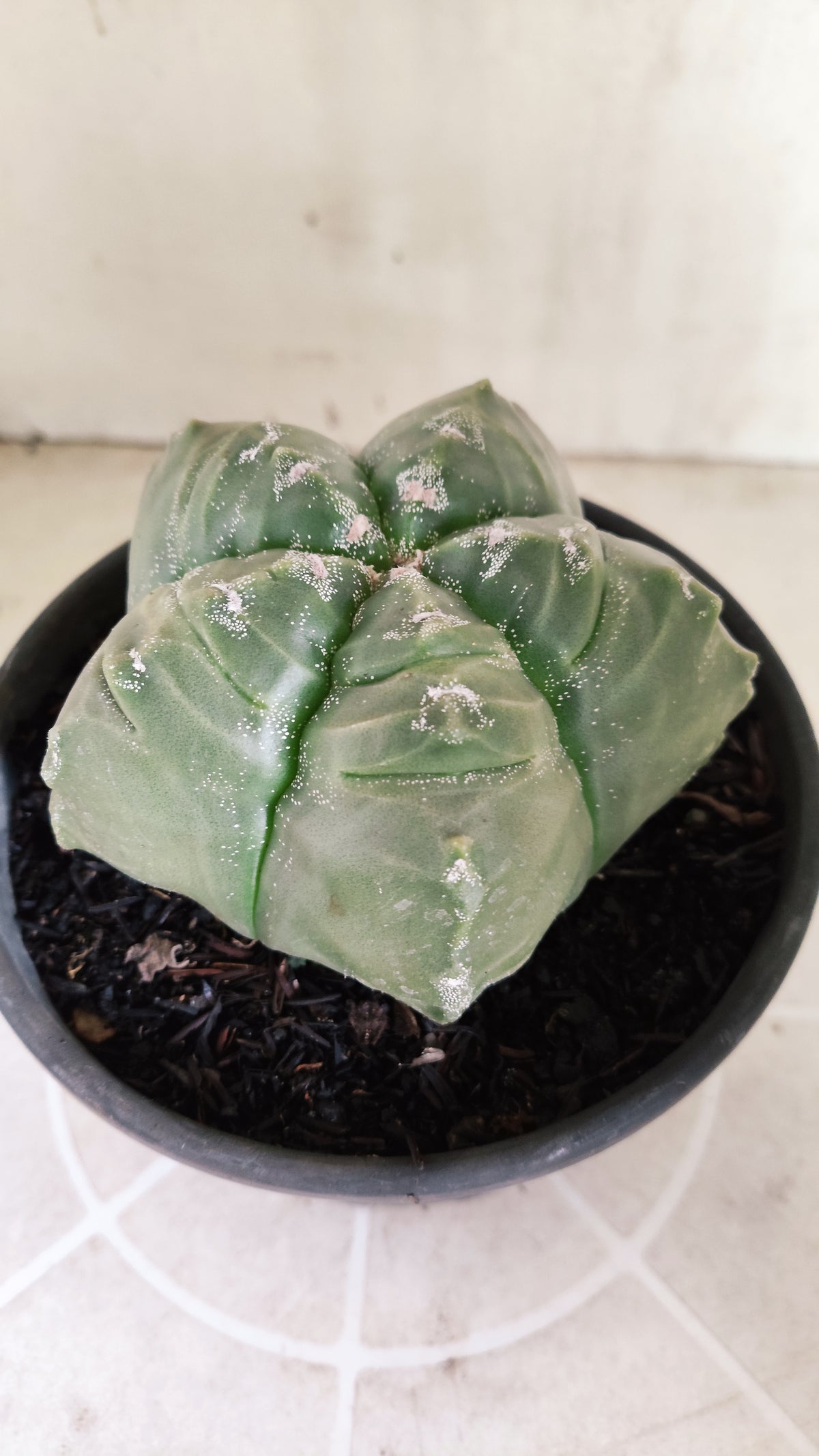MATRIZ ASTROPHYTUM cv KIKKO  Nº 1729 – vaso 15