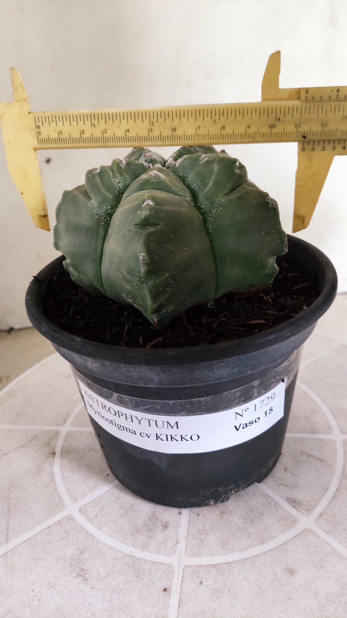 MATRIZ ASTROPHYTUM cv KIKKO  Nº 1729 – vaso 15