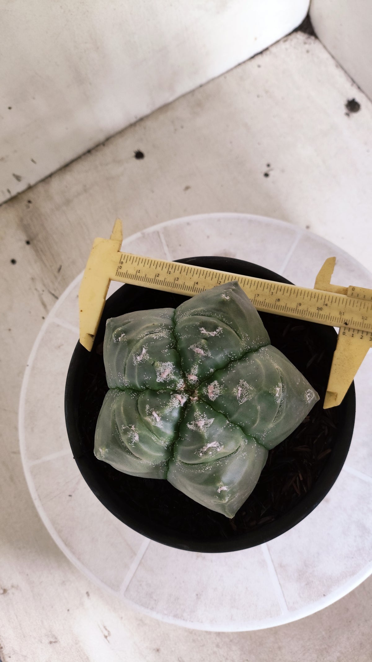 MATRIZ ASTROPHYTUM cv KIKKO  Nº 1729 – vaso 15