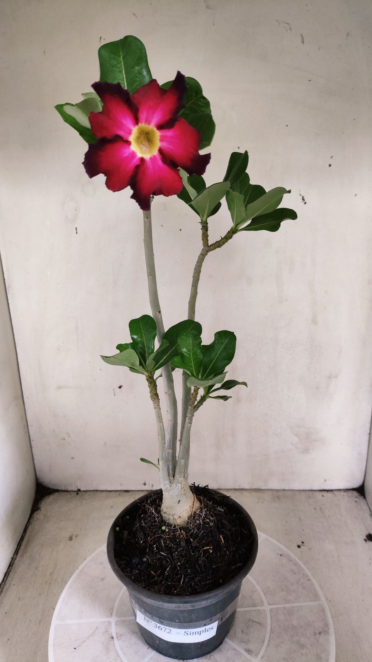Planta Simples 3672 – 30cm – 02 anos - vaso 15