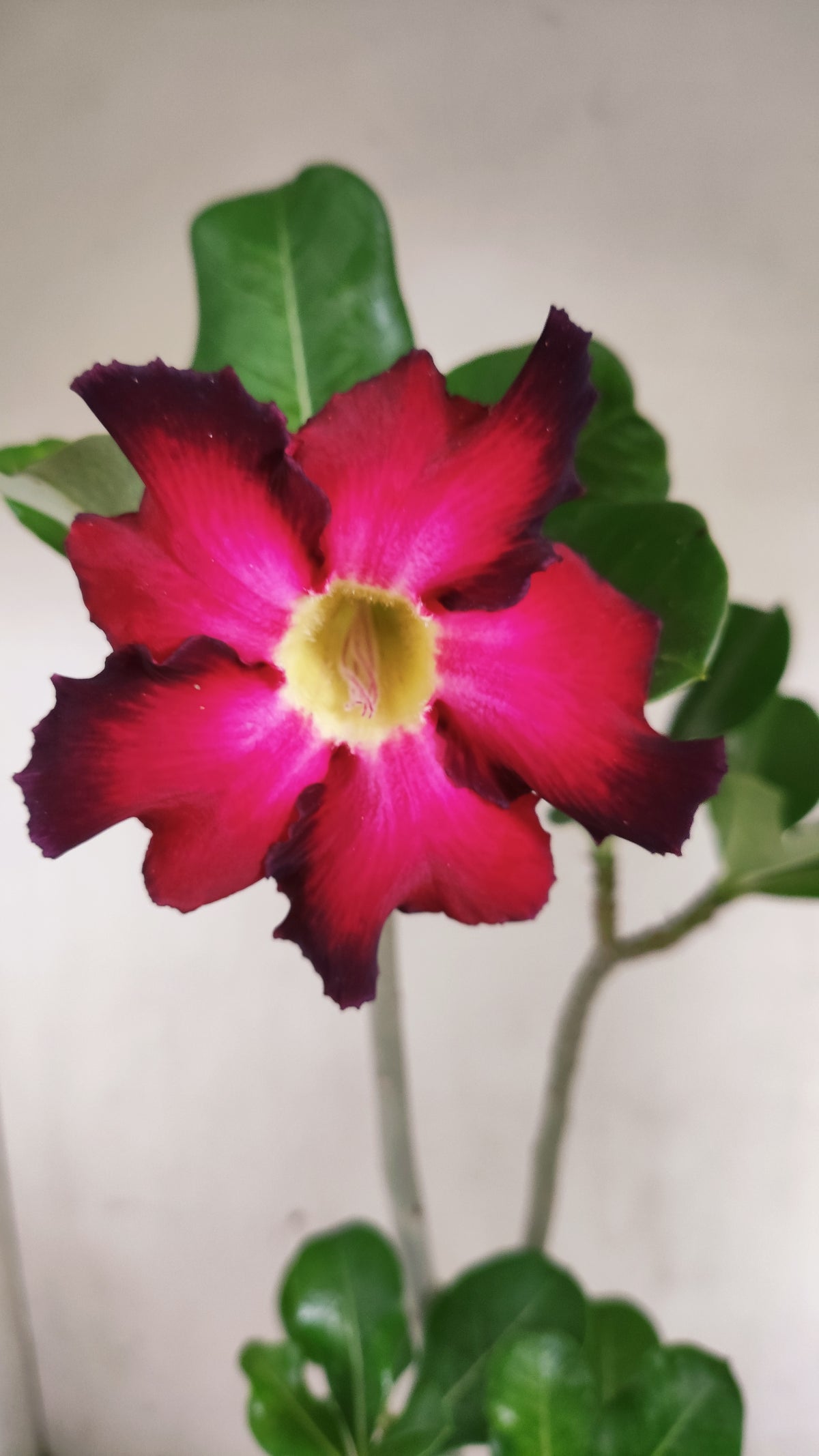 Planta Simples 3672 – 30cm – 02 anos - vaso 15