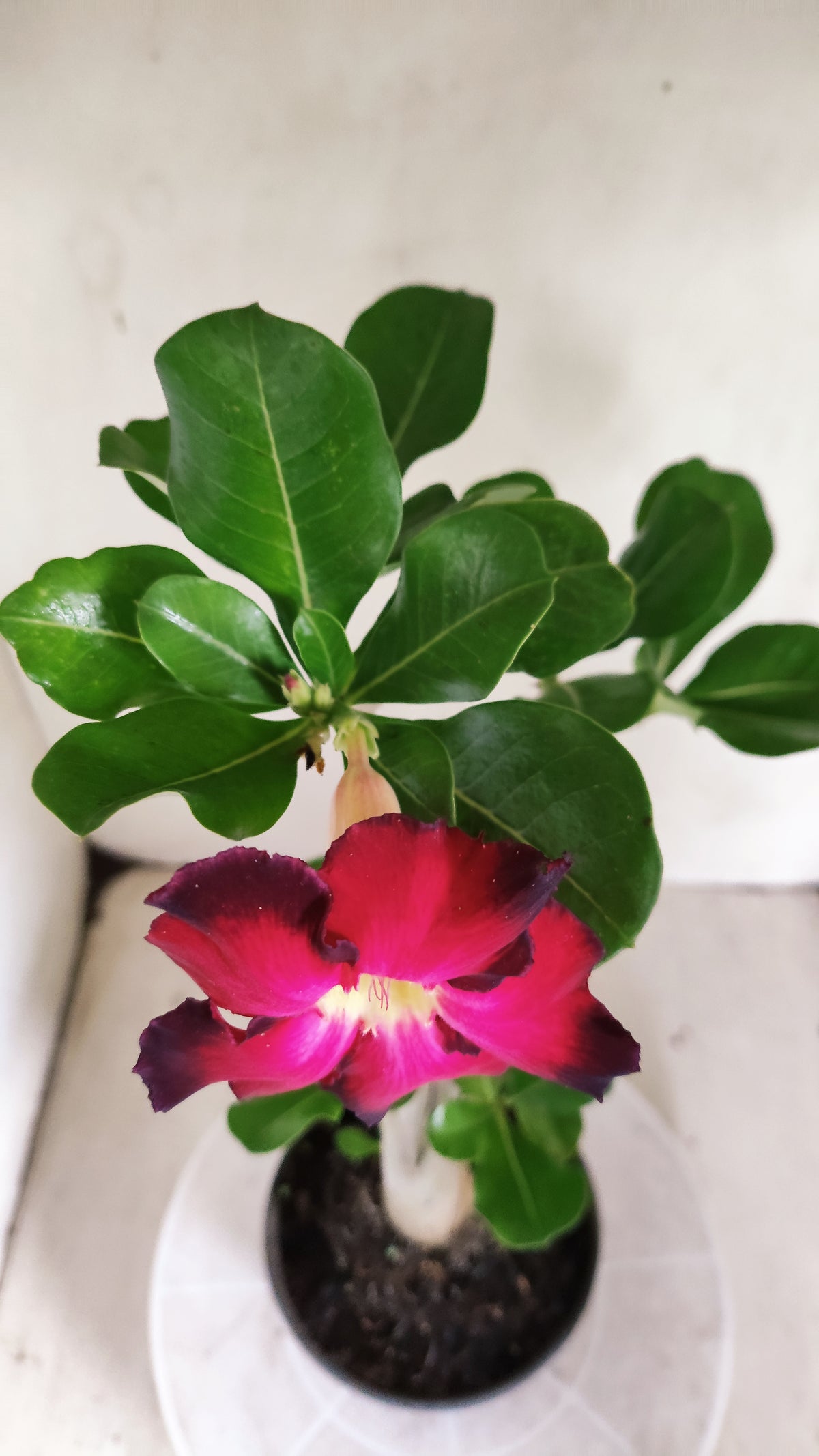 Planta Simples 3672 – 30cm – 02 anos - vaso 15