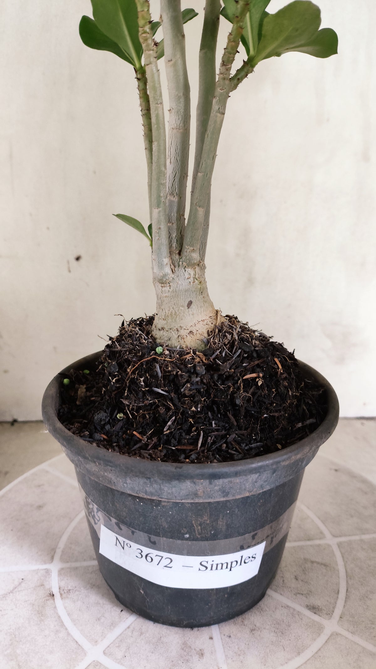 Planta Simples 3672 – 30cm – 02 anos - vaso 15