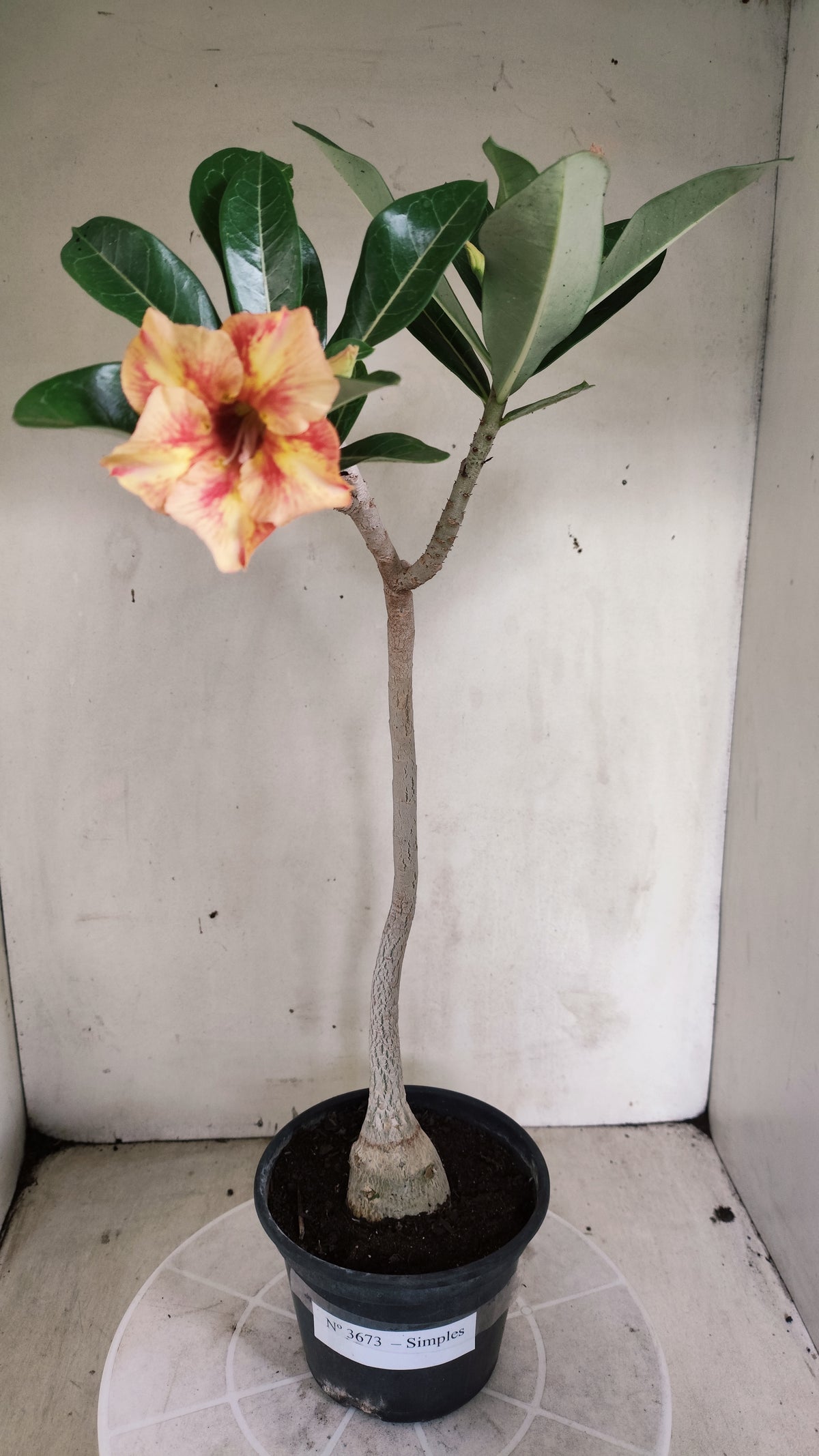 Planta Simples 3674 – 35cm – 02 anos - vaso 15