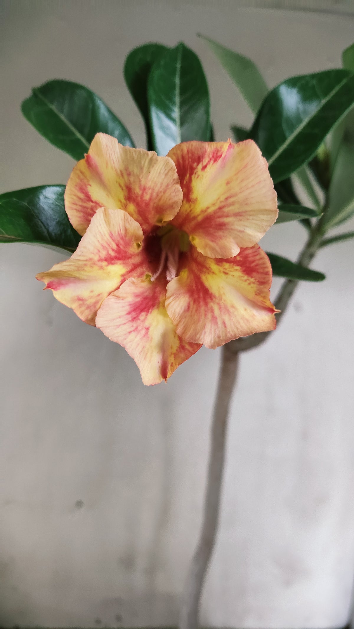 Planta Simples 3673 – 35cm – 02 anos - vaso 15