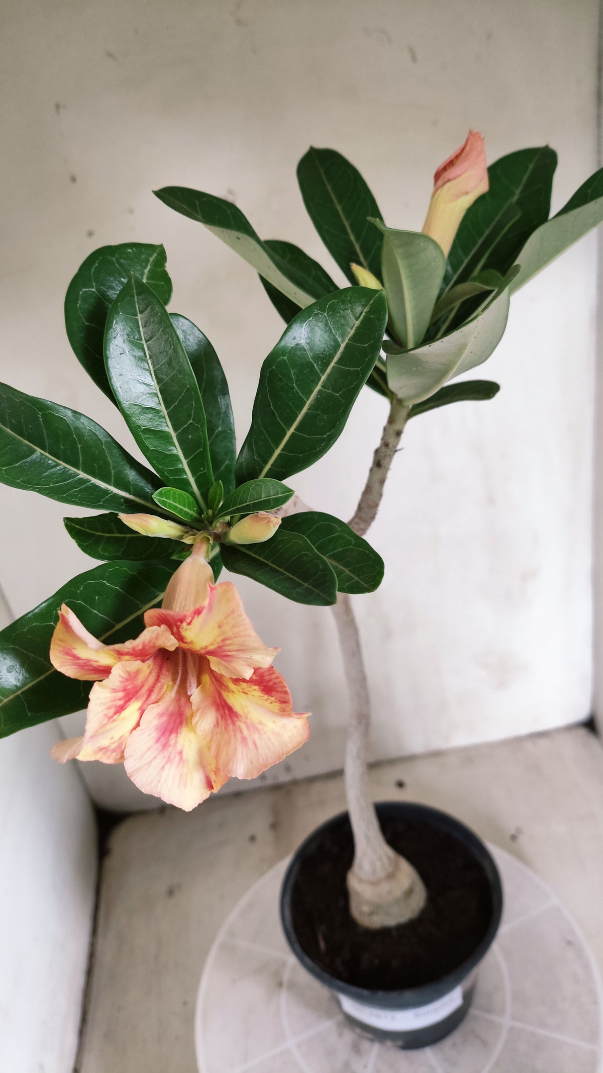 Planta Simples 3673 – 35cm – 02 anos - vaso 15
