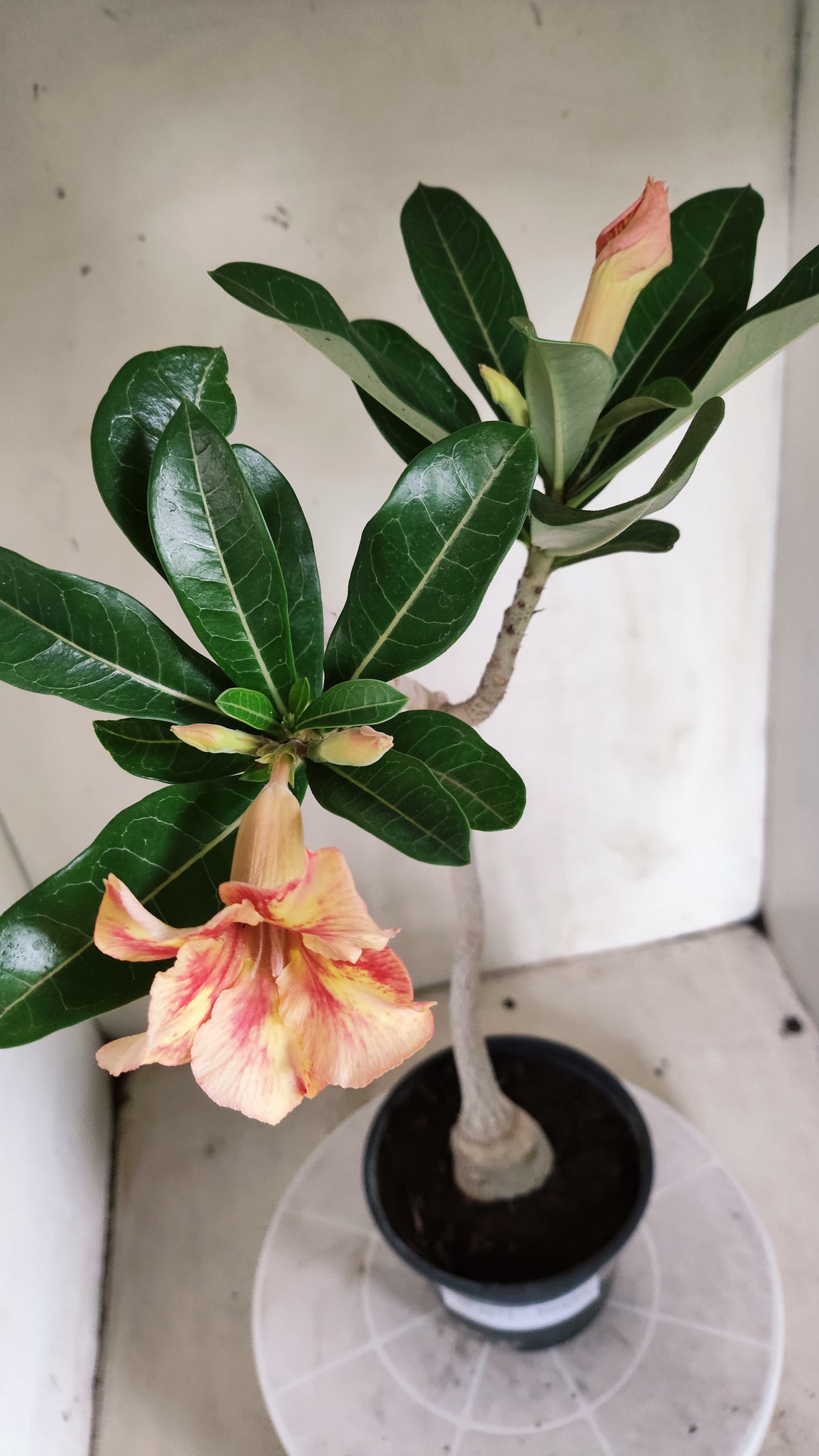 Planta Simples 3673 – 35cm – 02 anos - vaso 15