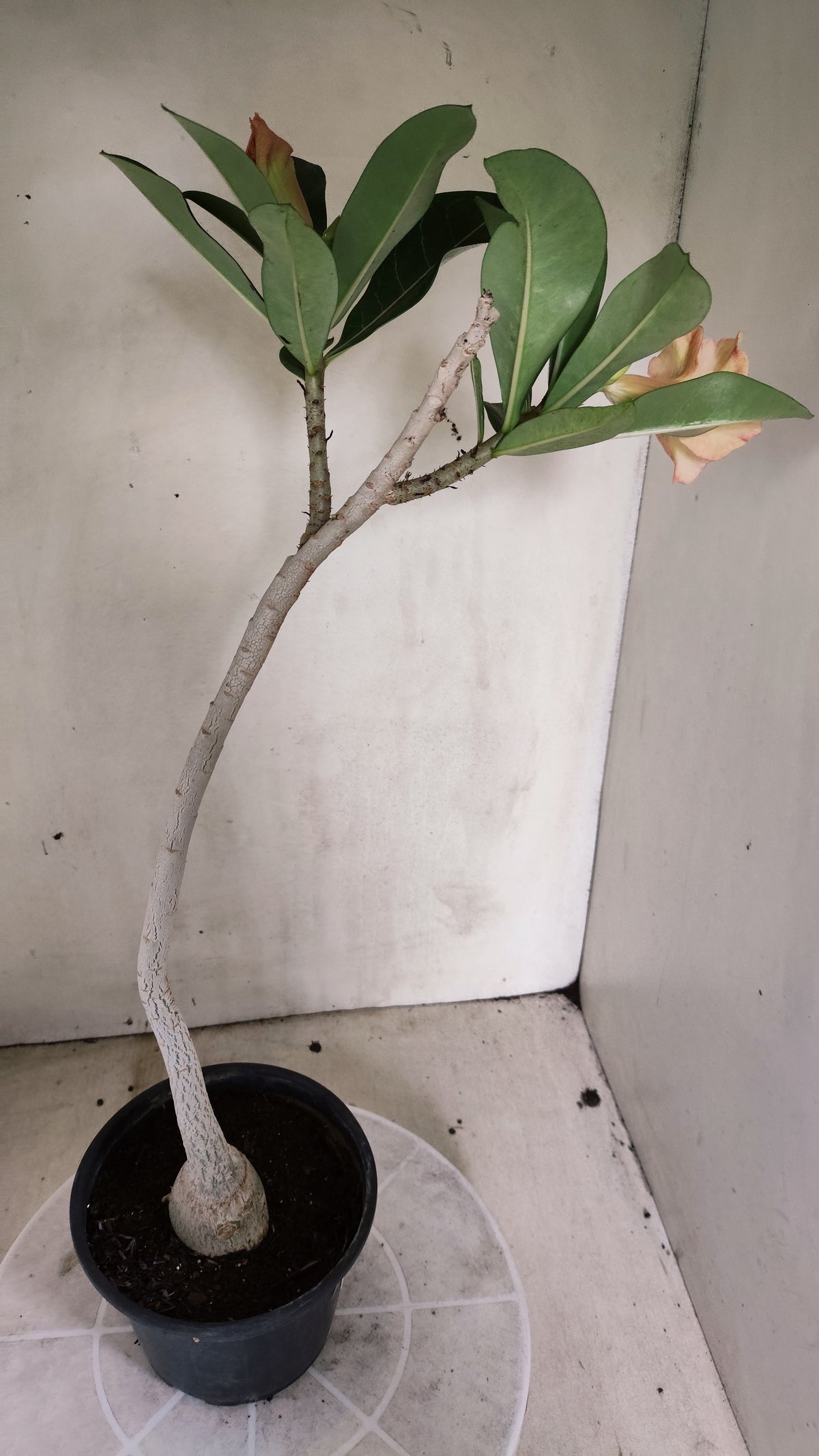 Planta Simples 3673 – 35cm – 02 anos - vaso 15
