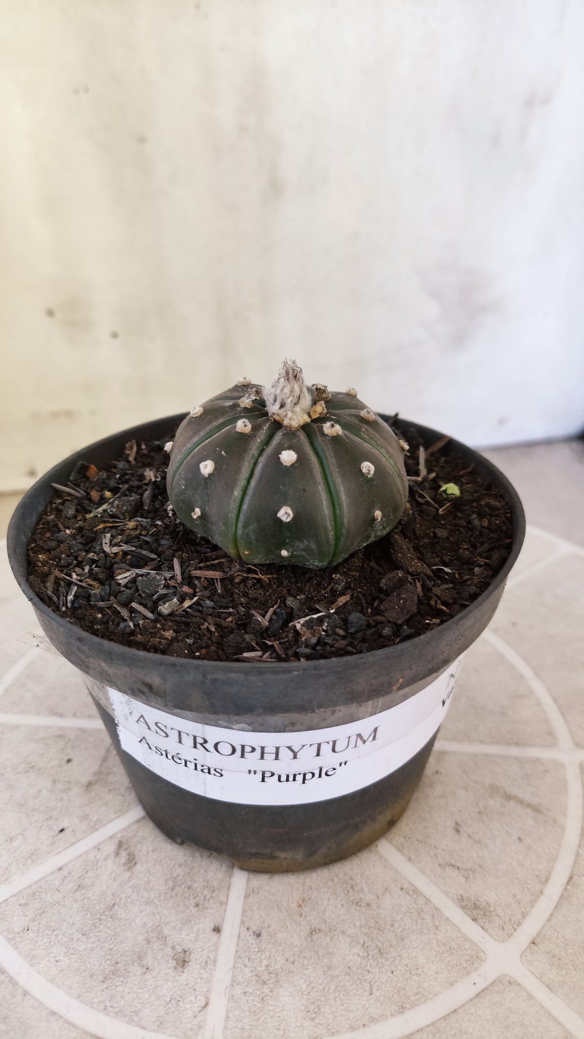 ASTROPHYTUM ASTERIAS “Purple”  Nº 1730 – vaso 11