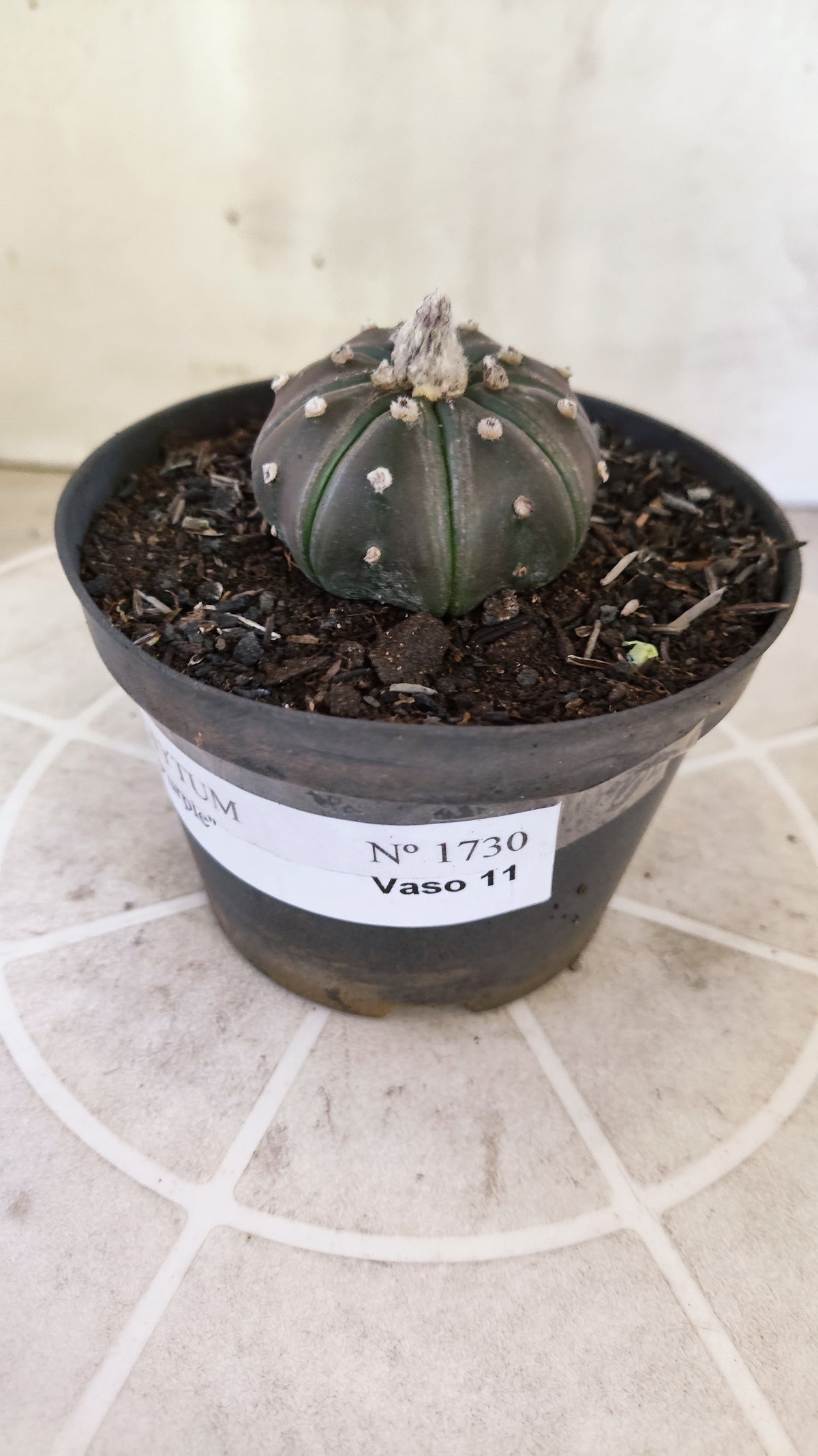 ASTROPHYTUM ASTERIAS “Purple”  Nº 1730 – vaso 11