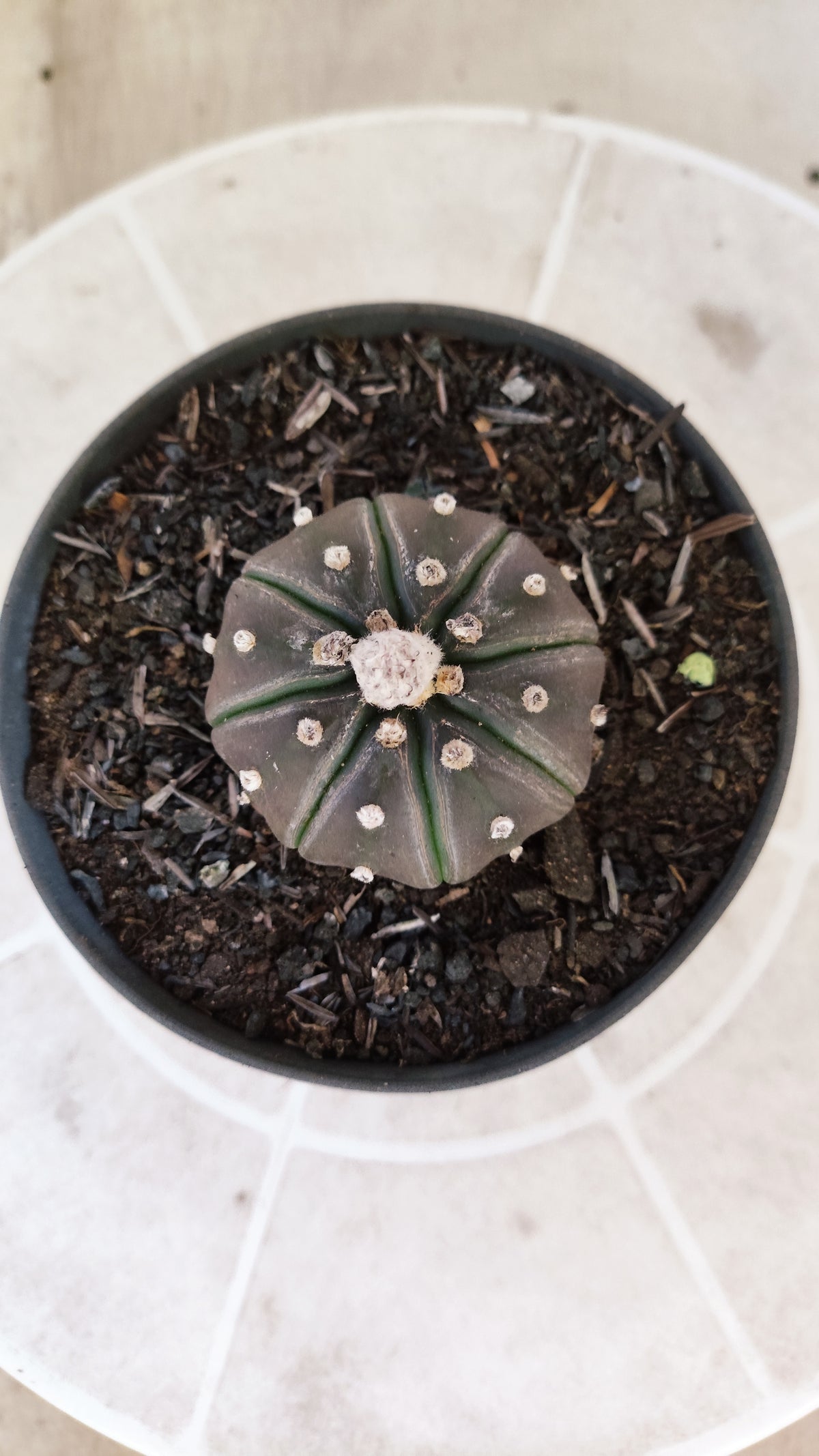 ASTROPHYTUM ASTERIAS “Purple”  Nº 1730 – vaso 11