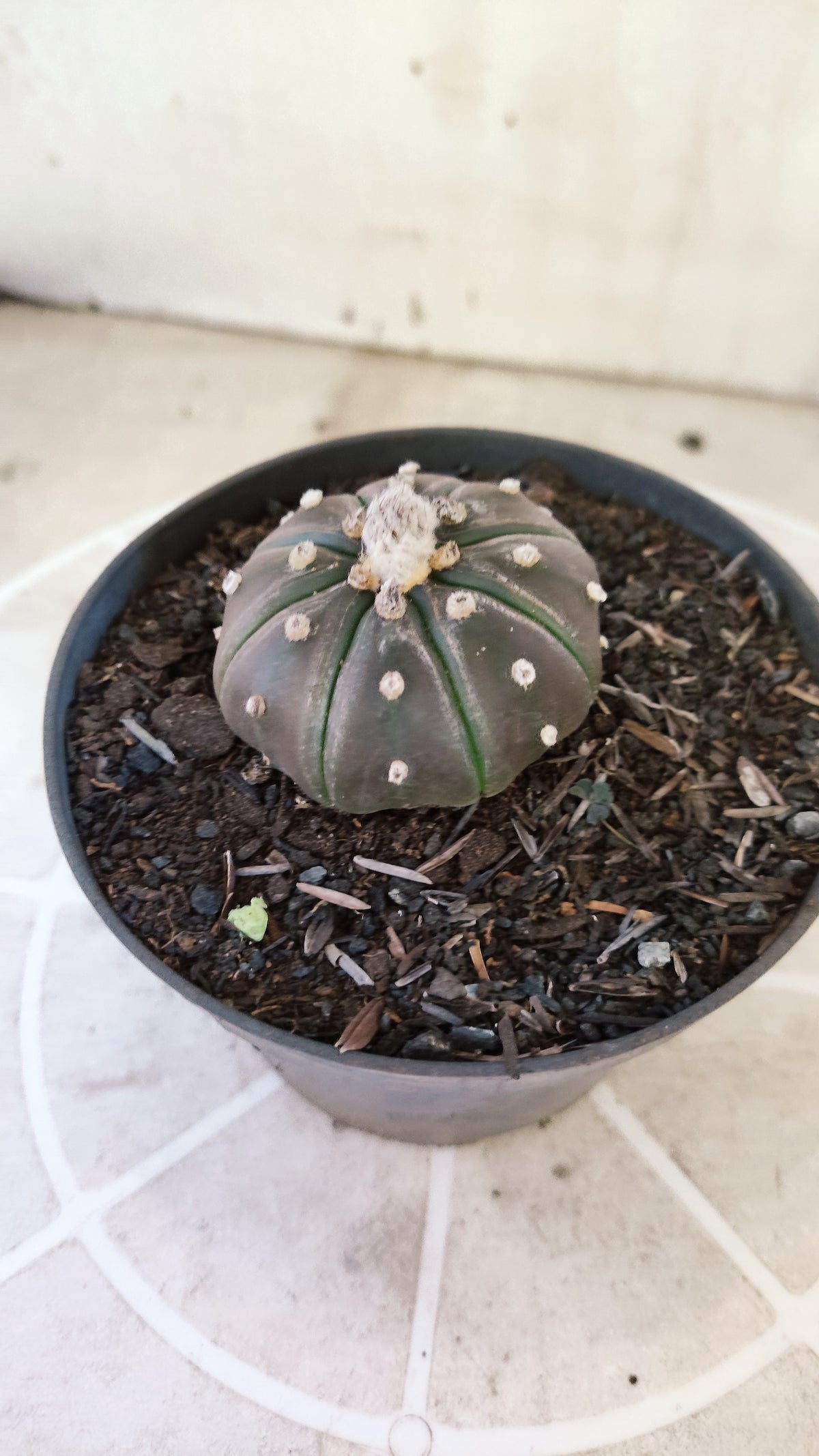 ASTROPHYTUM ASTERIAS “Purple”  Nº 1730 – vaso 11