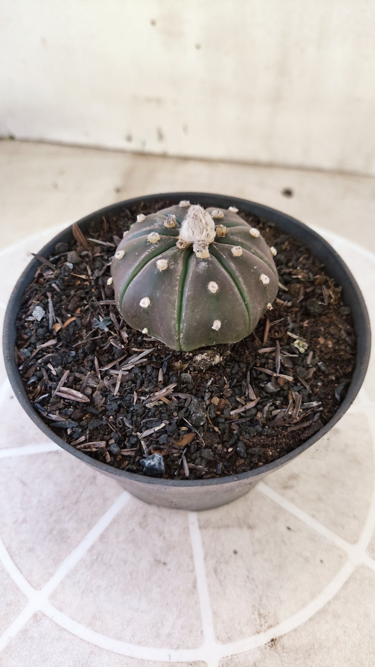 ASTROPHYTUM ASTERIAS “Purple”  Nº 1730 – vaso 11
