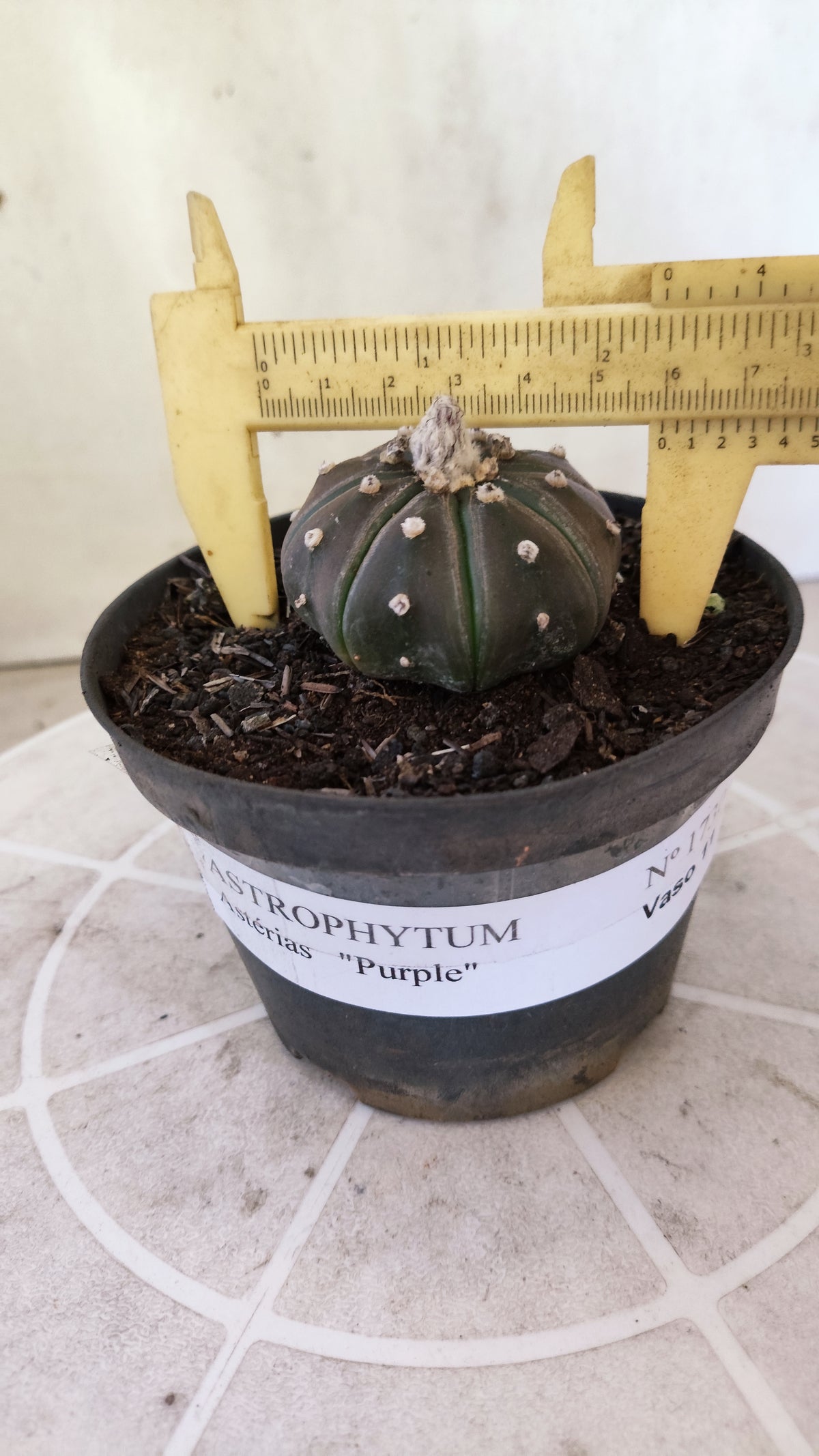 ASTROPHYTUM ASTERIAS “Purple”  Nº 1730 – vaso 11