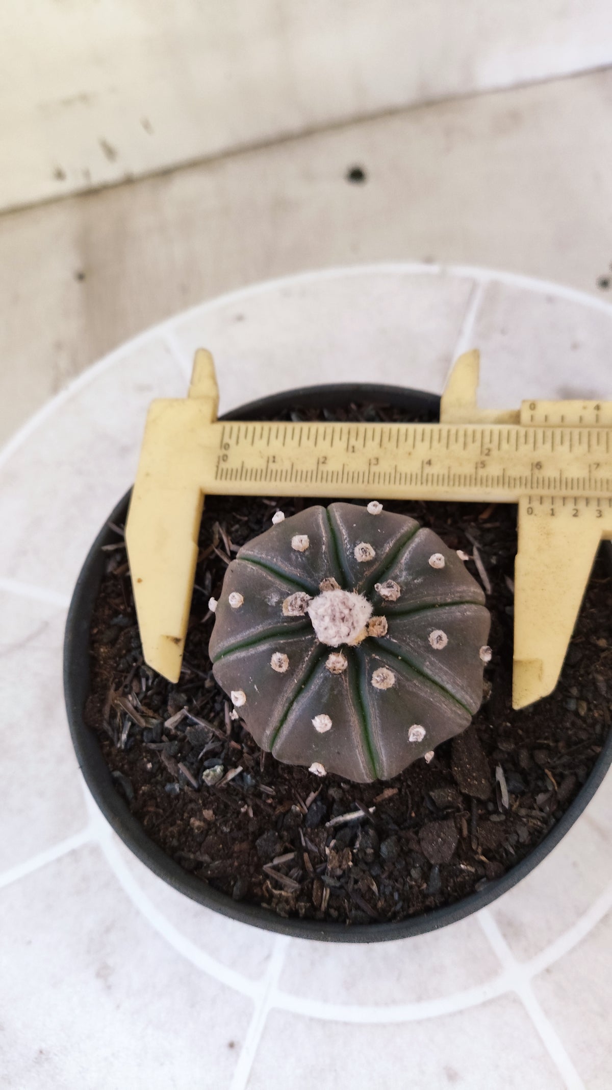 ASTROPHYTUM ASTERIAS “Purple”  Nº 1730 – vaso 11