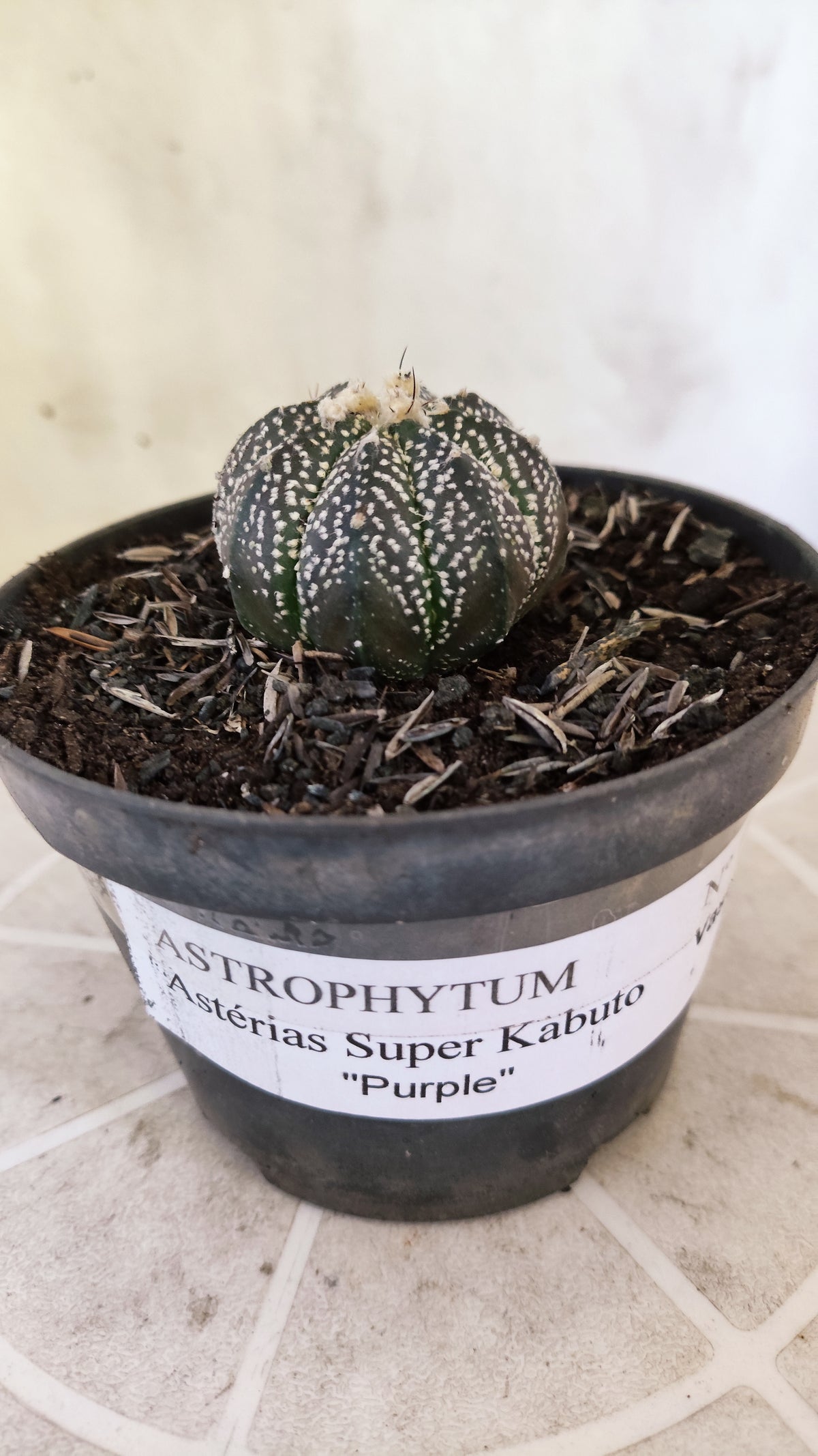 ASTROPHYTUM ASTERIAS Super Kabuto “Purple”  Nº 1731 – vaso 11