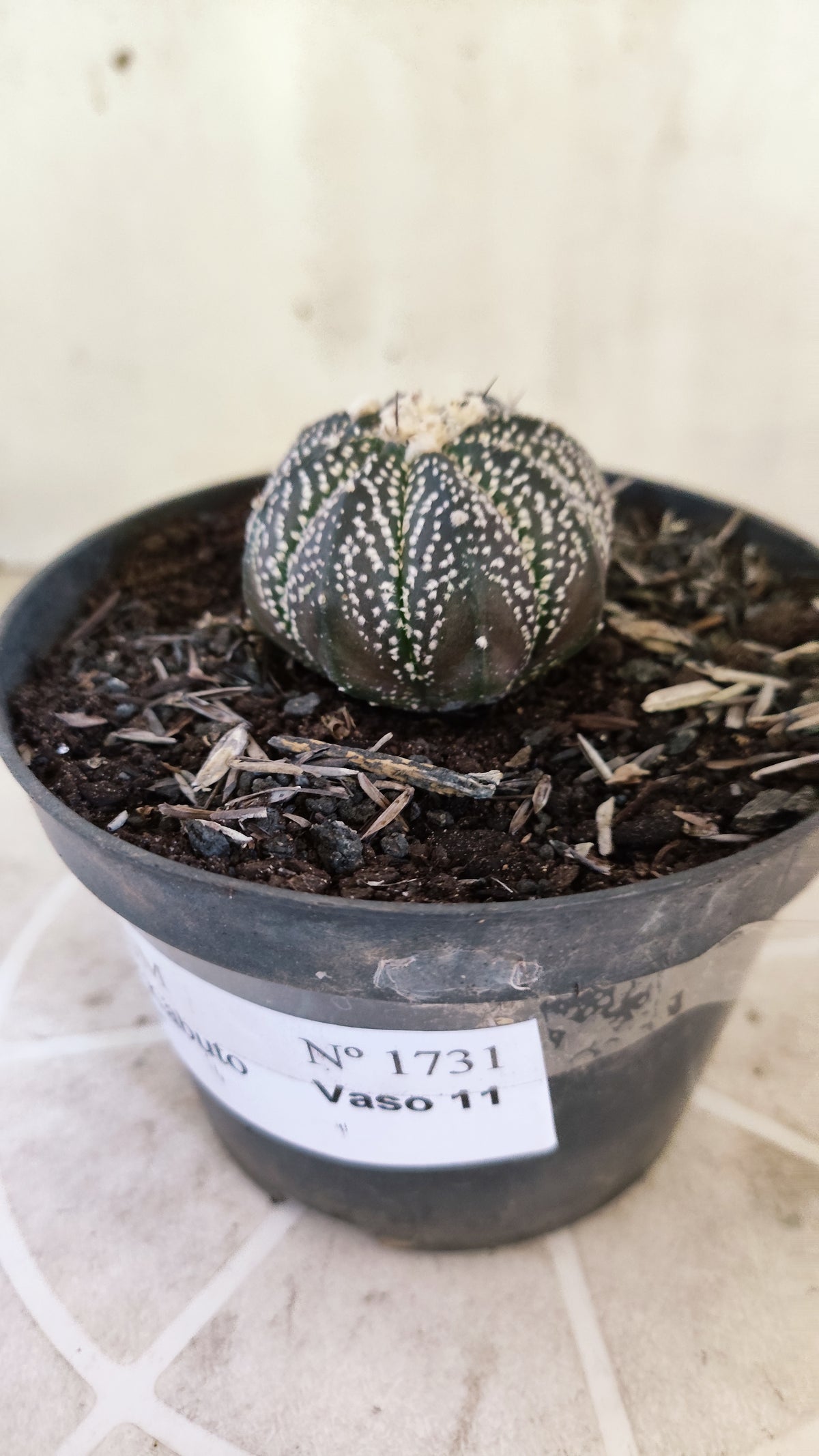 ASTROPHYTUM ASTERIAS Super Kabuto “Purple”  Nº 1731 – vaso 11
