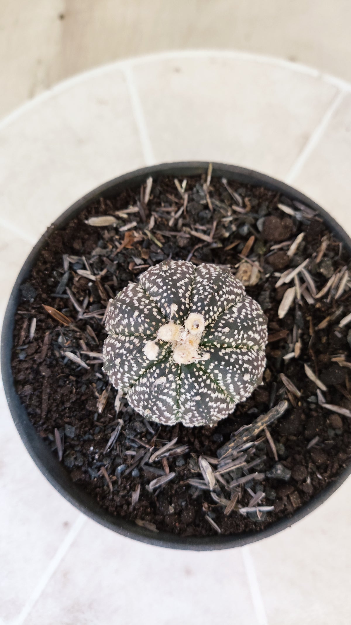 ASTROPHYTUM ASTERIAS Super Kabuto “Purple”  Nº 1731 – vaso 11