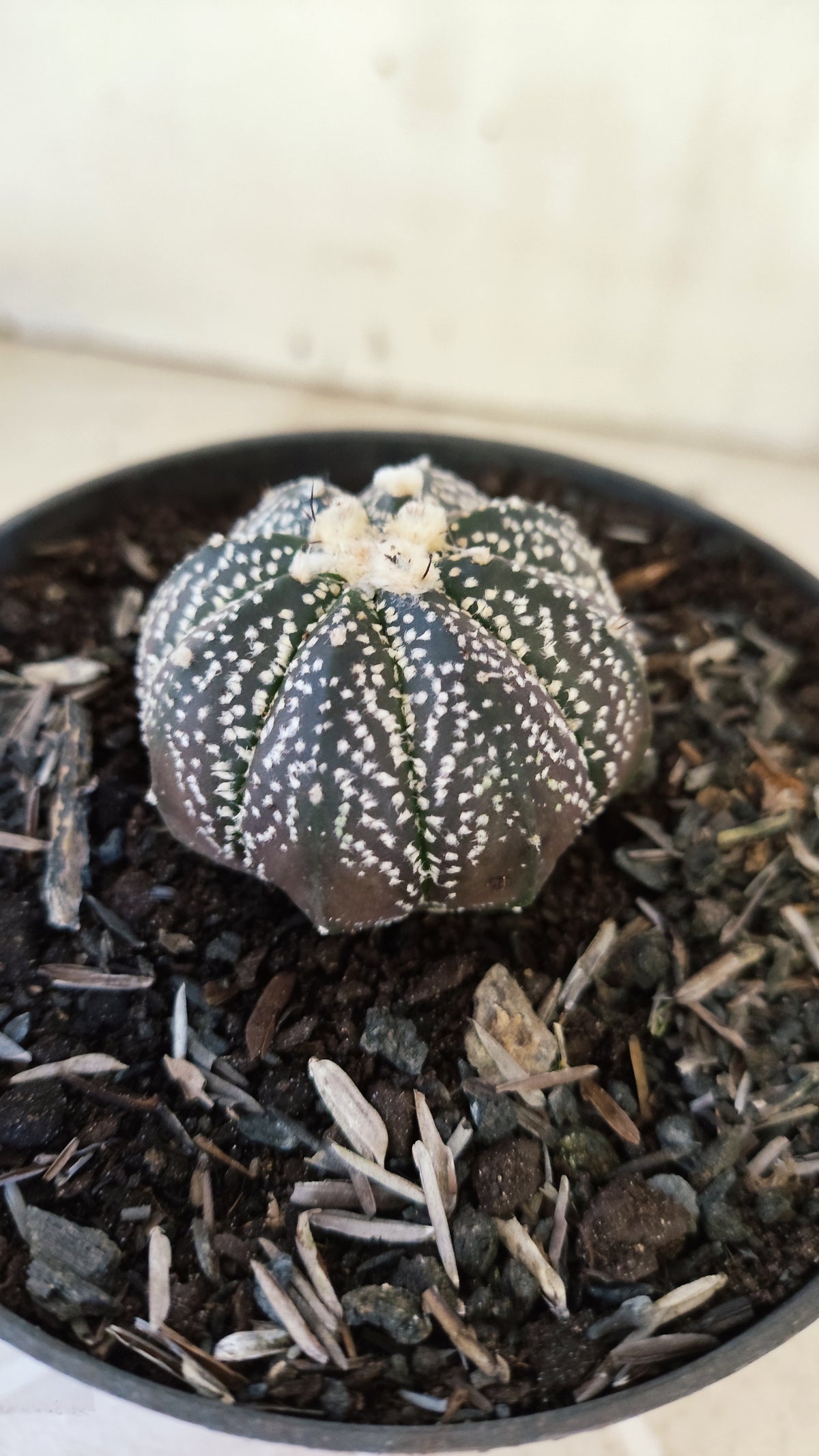 ASTROPHYTUM ASTERIAS Super Kabuto “Purple”  Nº 1731 – vaso 11