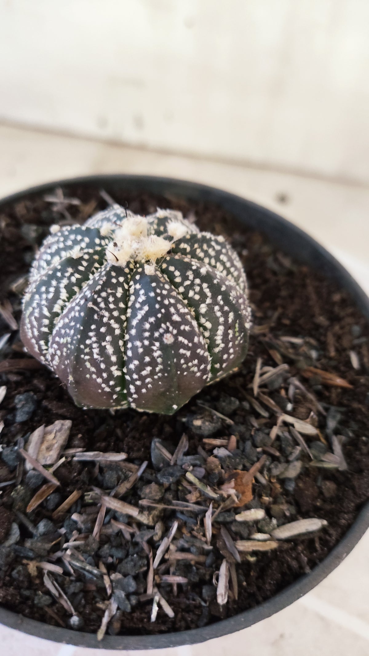 ASTROPHYTUM ASTERIAS Super Kabuto “Purple”  Nº 1731 – vaso 11