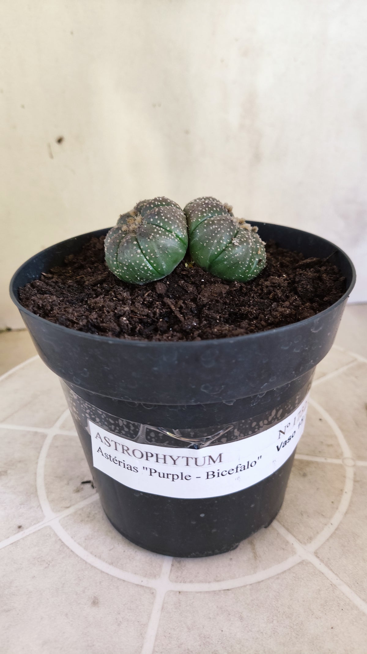 ASTROPHYTUM ASTERIAS BICÉFALO “Purple”  Nº 1732 – vaso 15