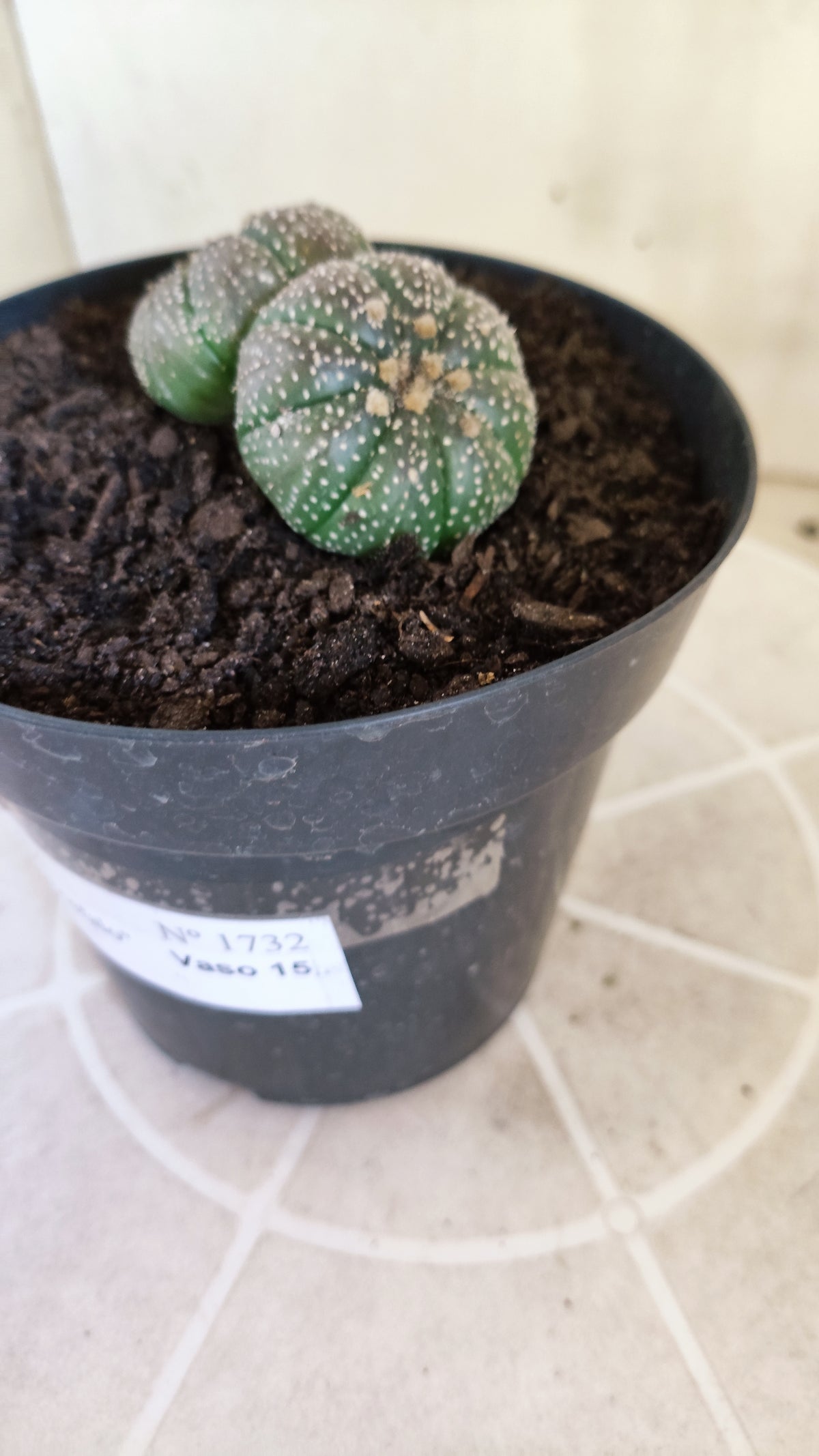 ASTROPHYTUM ASTERIAS BICÉFALO “Purple”  Nº 1732 – vaso 15