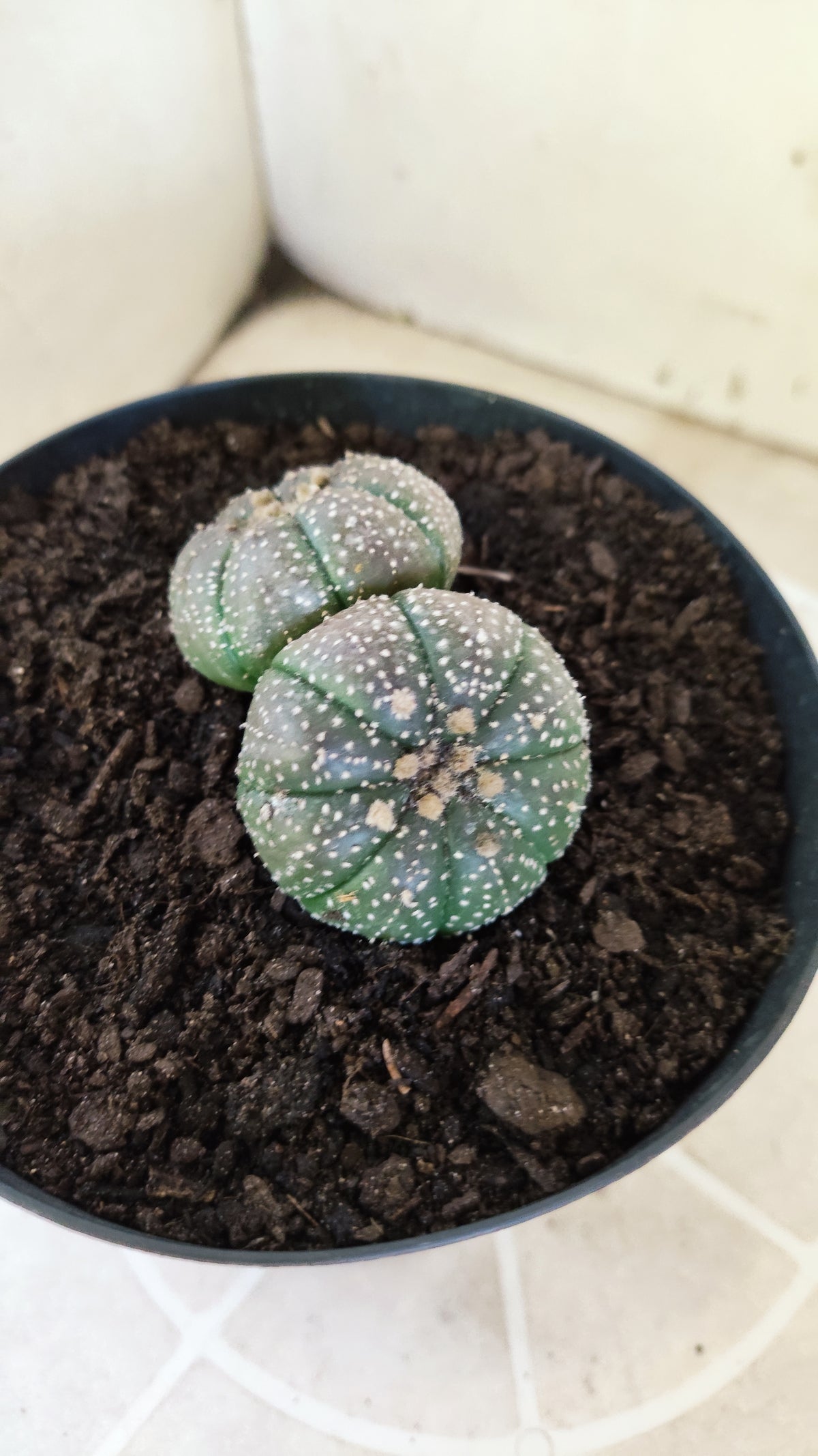 ASTROPHYTUM ASTERIAS BICÉFALO “Purple”  Nº 1732 – vaso 15
