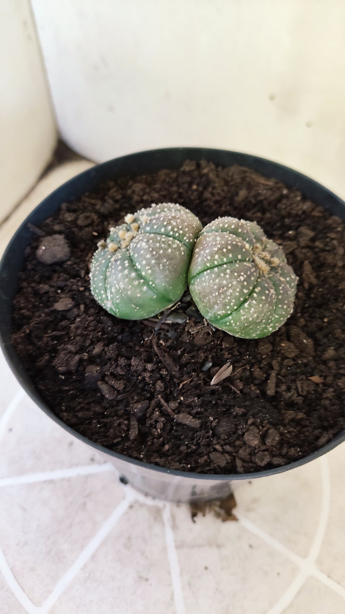 ASTROPHYTUM ASTERIAS BICÉFALO “Purple”  Nº 1732 – vaso 15