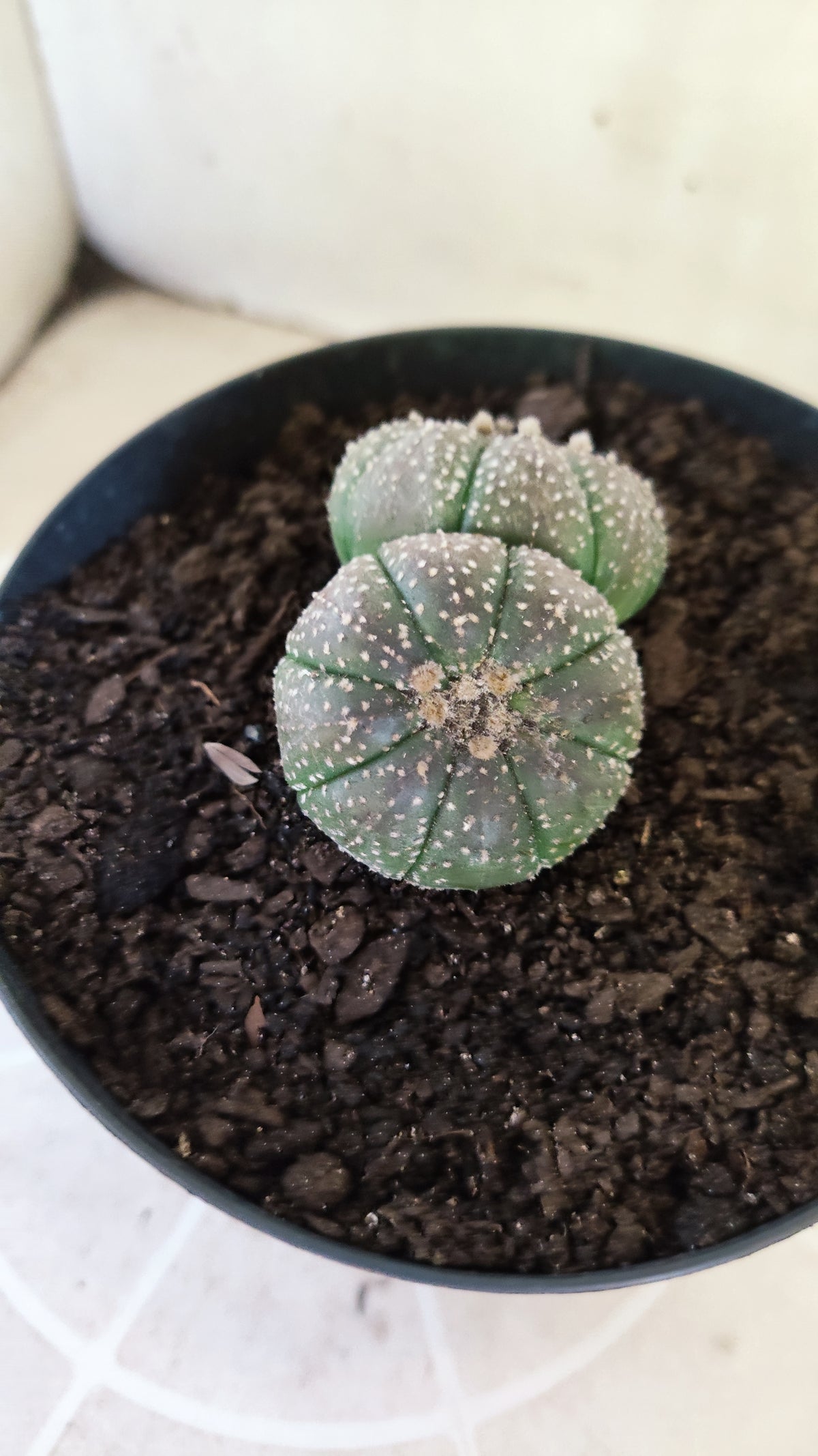 ASTROPHYTUM ASTERIAS BICÉFALO “Purple”  Nº 1732 – vaso 15