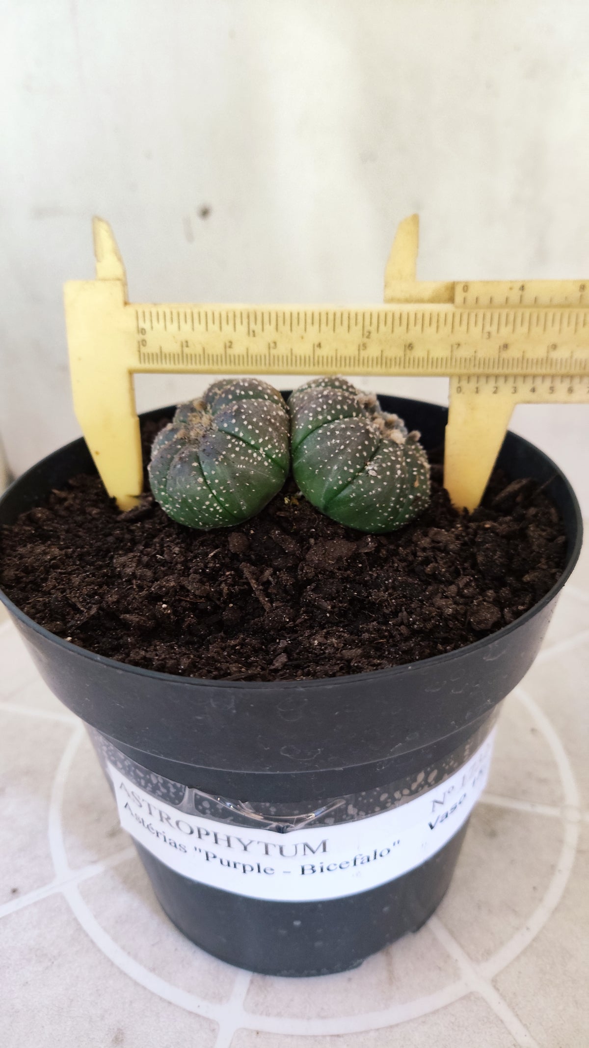 ASTROPHYTUM ASTERIAS BICÉFALO “Purple”  Nº 1732 – vaso 15