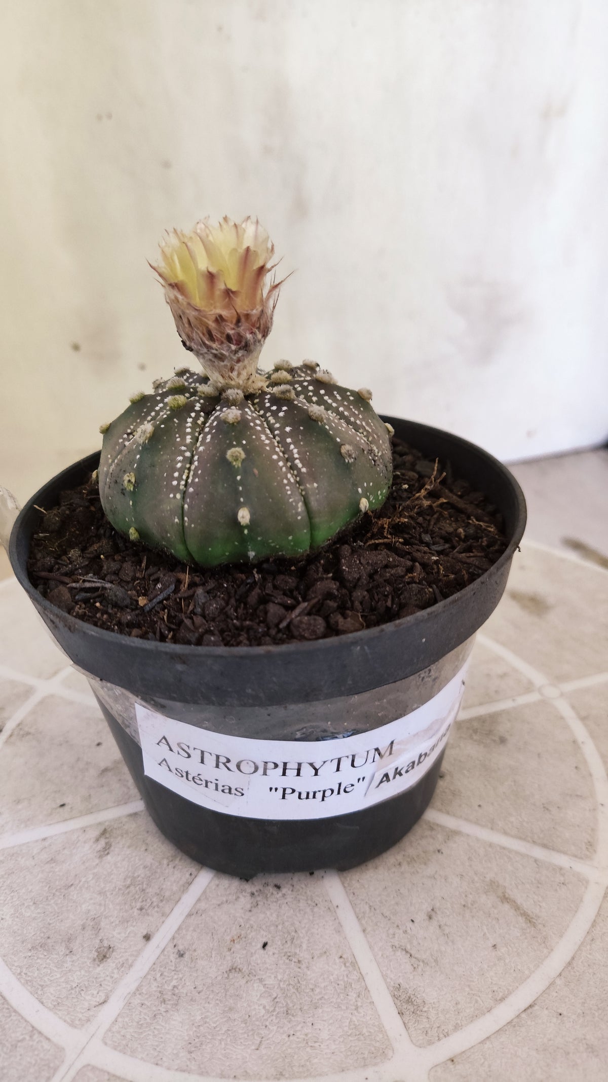 ASTROPHYTUM ASTERIAS  “Purple - AKABANA”  Nº 1731 – vaso 11