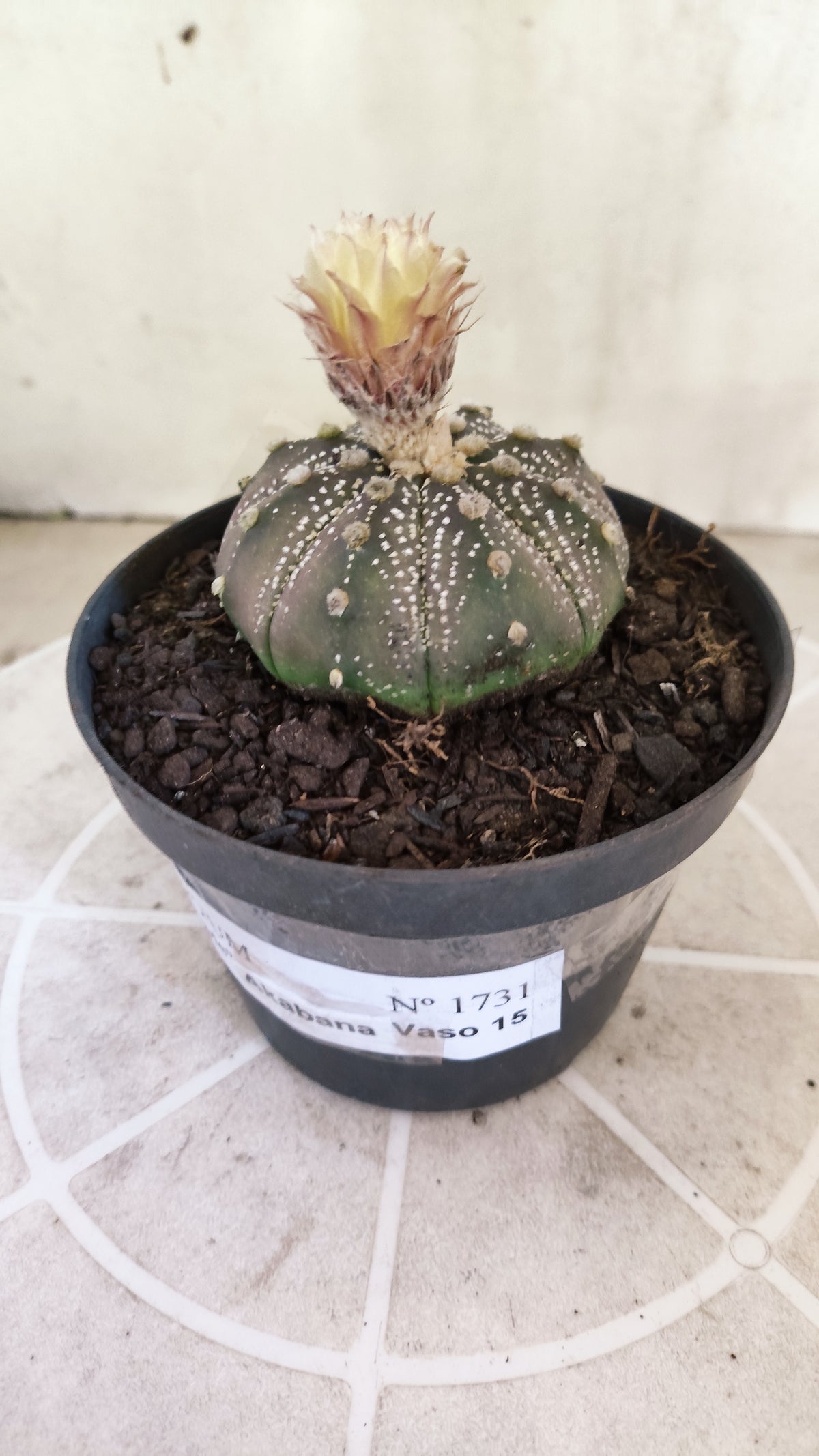 ASTROPHYTUM ASTERIAS  “Purple - AKABANA”  Nº 1731 – vaso 11