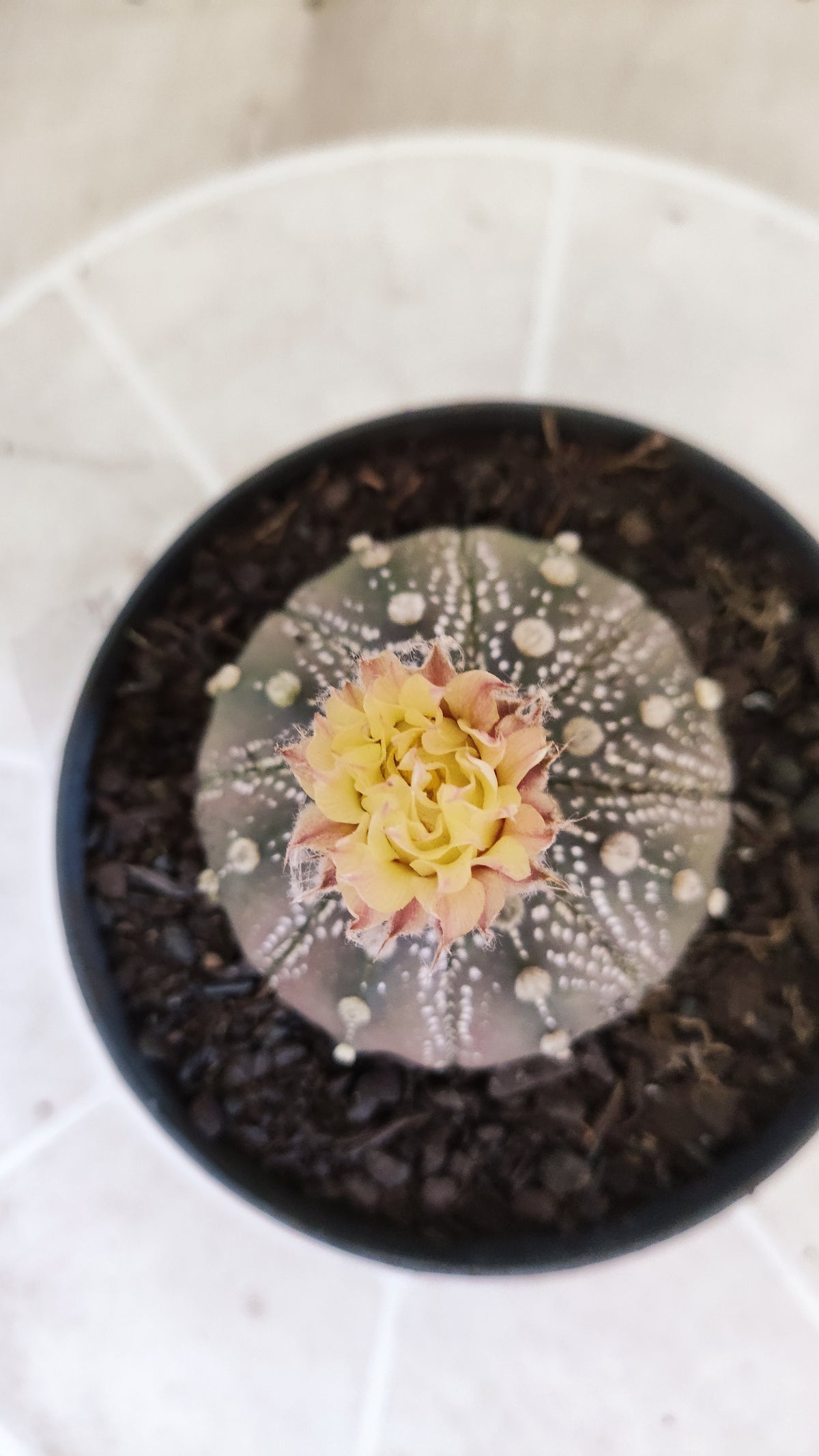 ASTROPHYTUM ASTERIAS  “Purple - AKABANA”  Nº 1731 – vaso 11