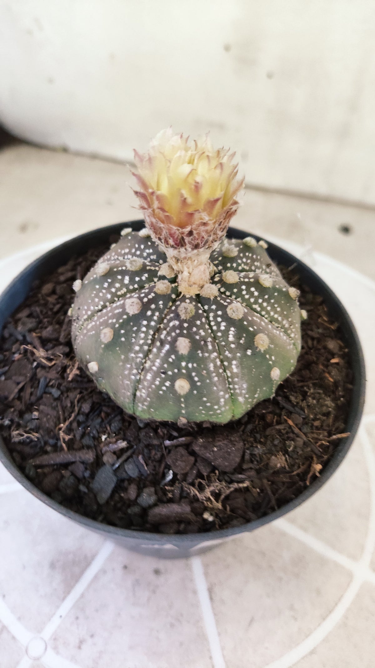 ASTROPHYTUM ASTERIAS  “Purple - AKABANA”  Nº 1731 – vaso 11