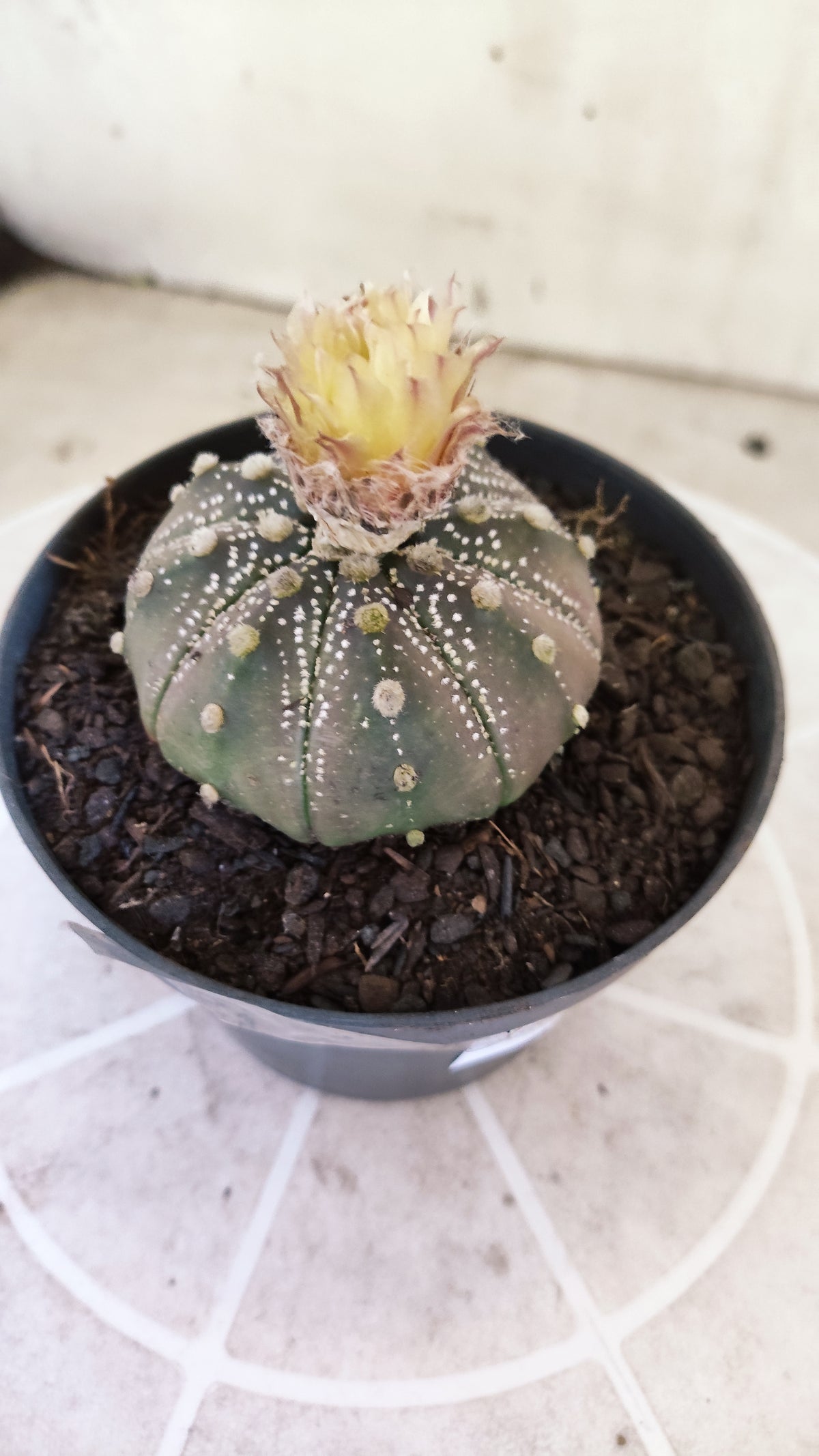 ASTROPHYTUM ASTERIAS  “Purple - AKABANA”  Nº 1731 – vaso 11
