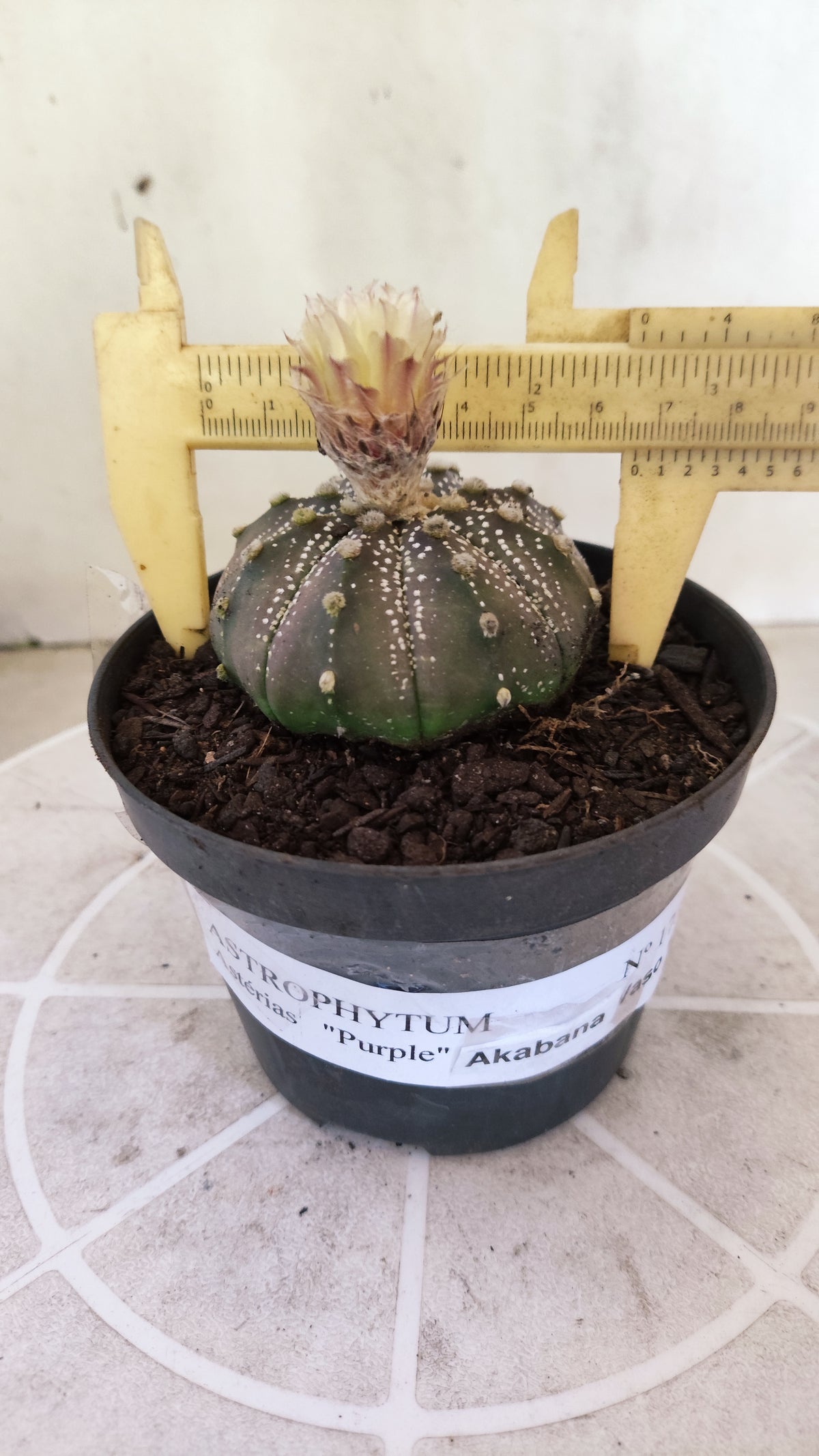 ASTROPHYTUM ASTERIAS  “Purple - AKABANA”  Nº 1731 – vaso 11