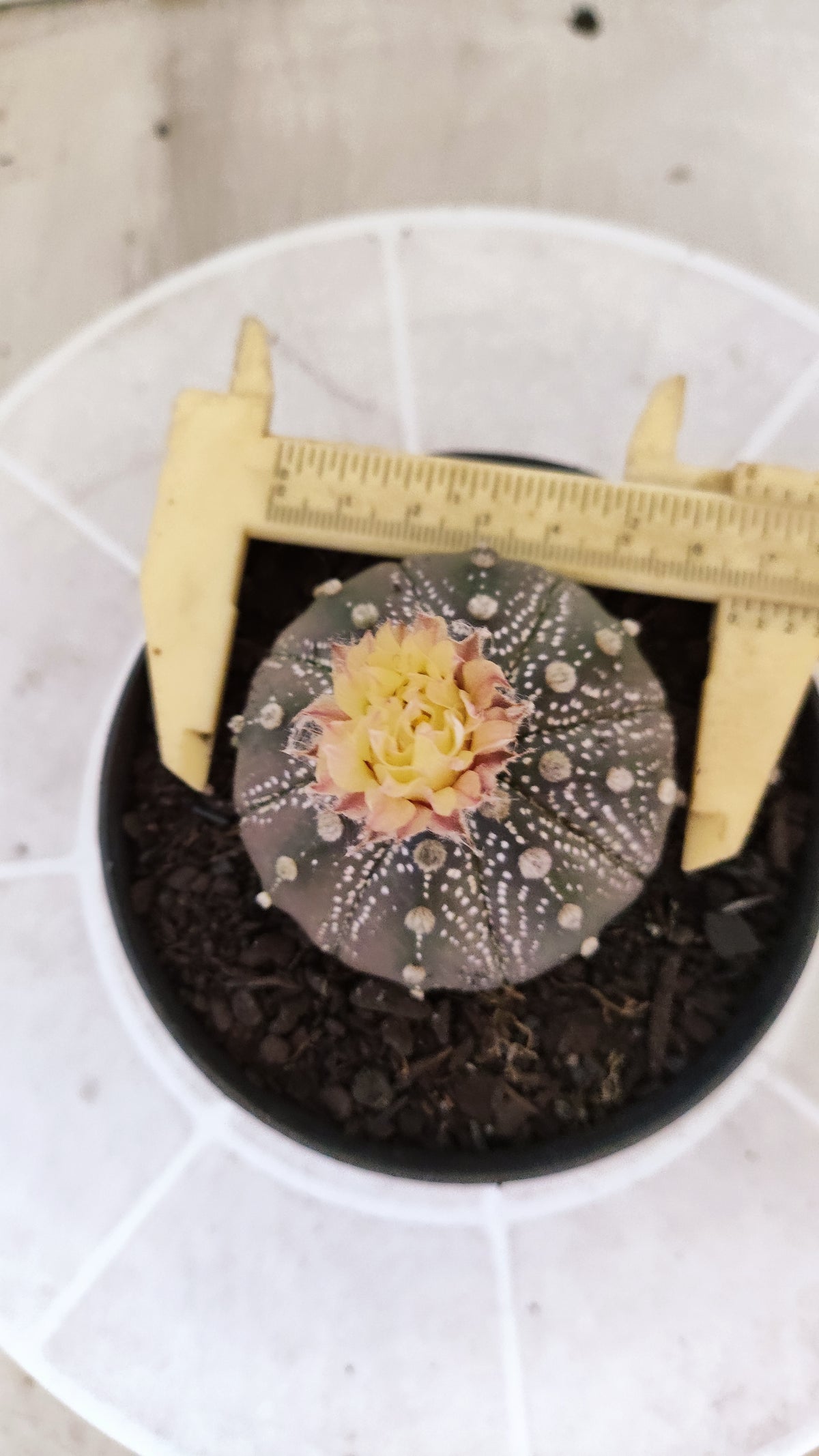 ASTROPHYTUM ASTERIAS  “Purple - AKABANA”  Nº 1731 – vaso 11