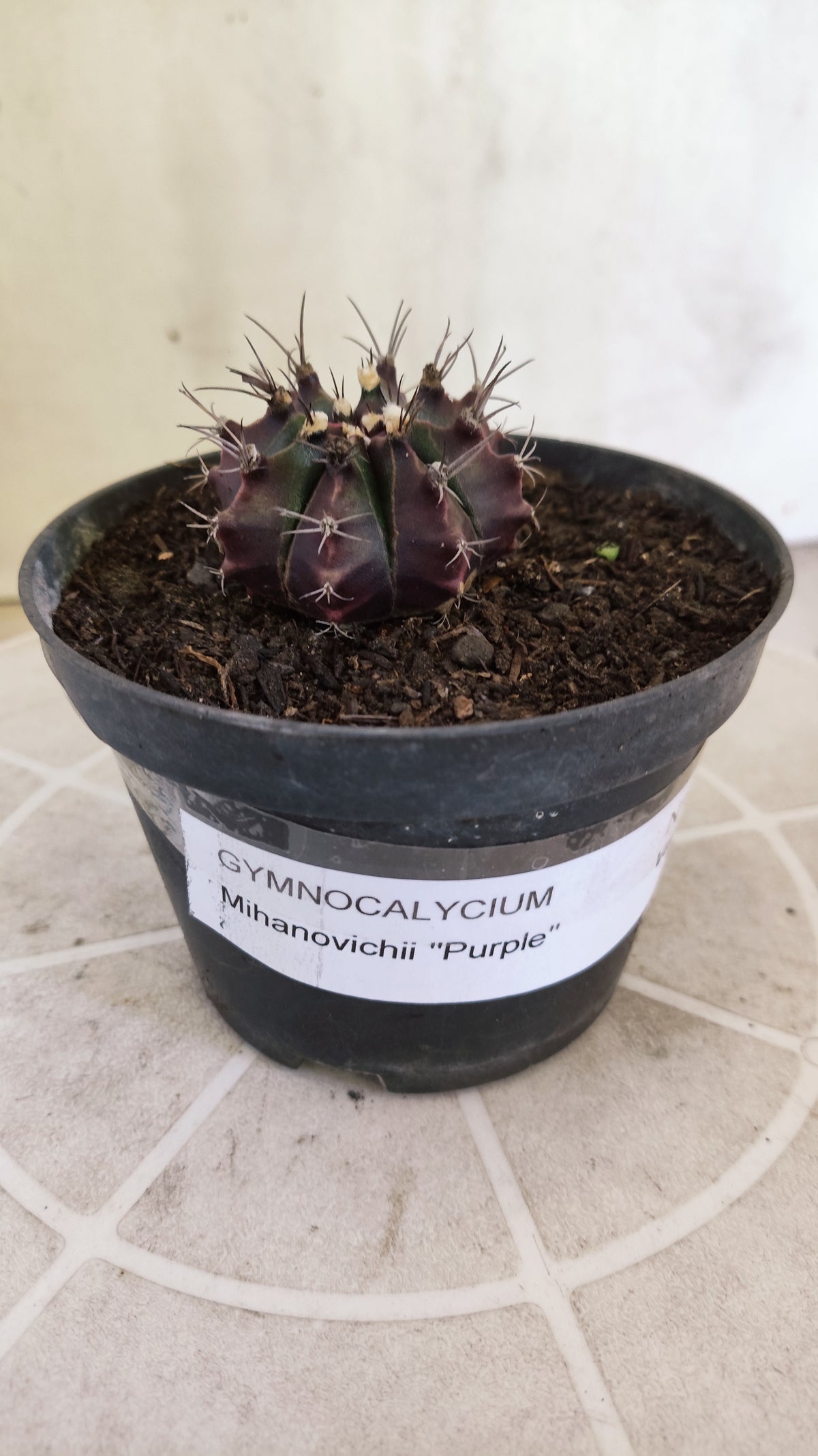 MATRIZ Gymnocalycium Mihanovichii “Purple” Nº 1733 – vaso 11